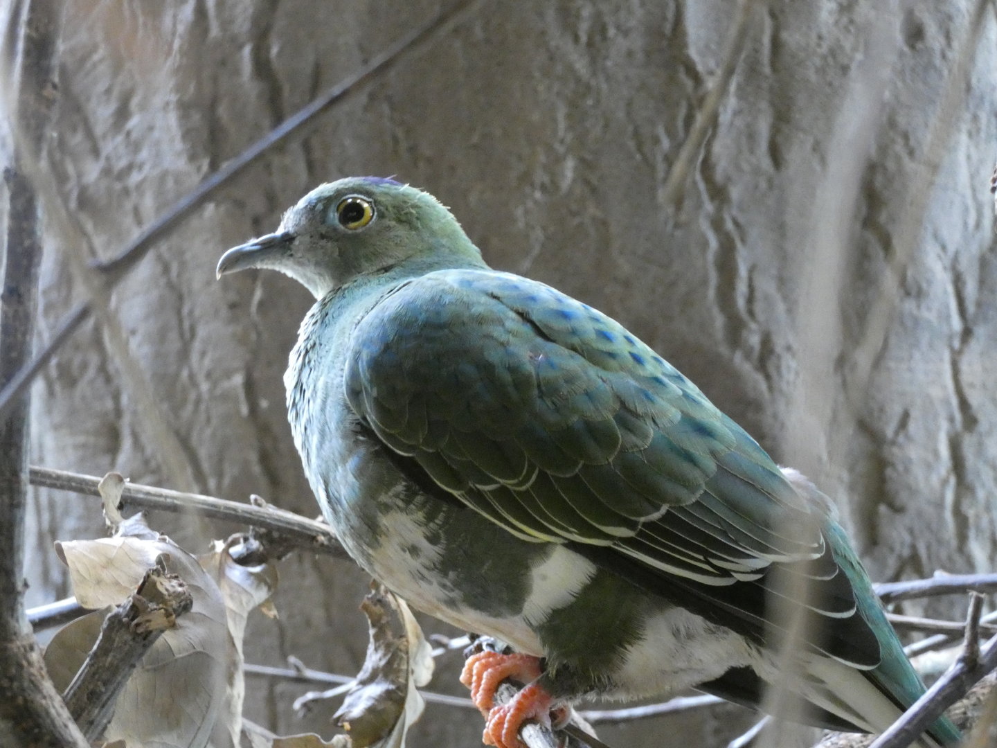 Dove ID - Prague Zoo