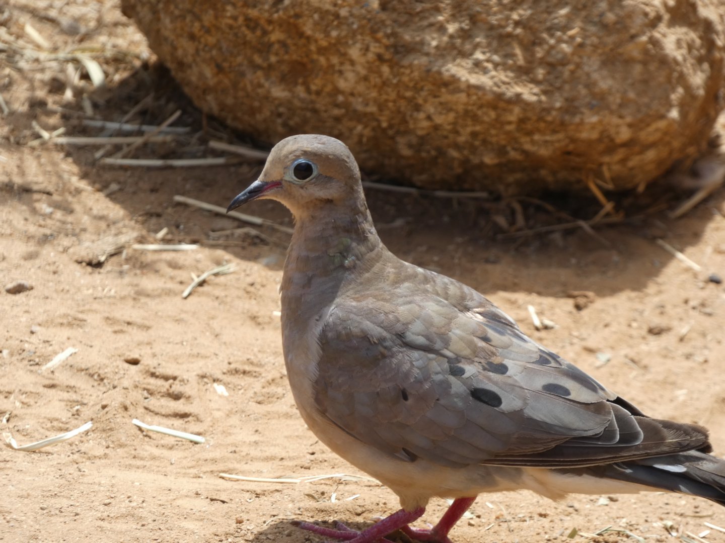Dove ID? - Wild in Living Coast Discovery Center