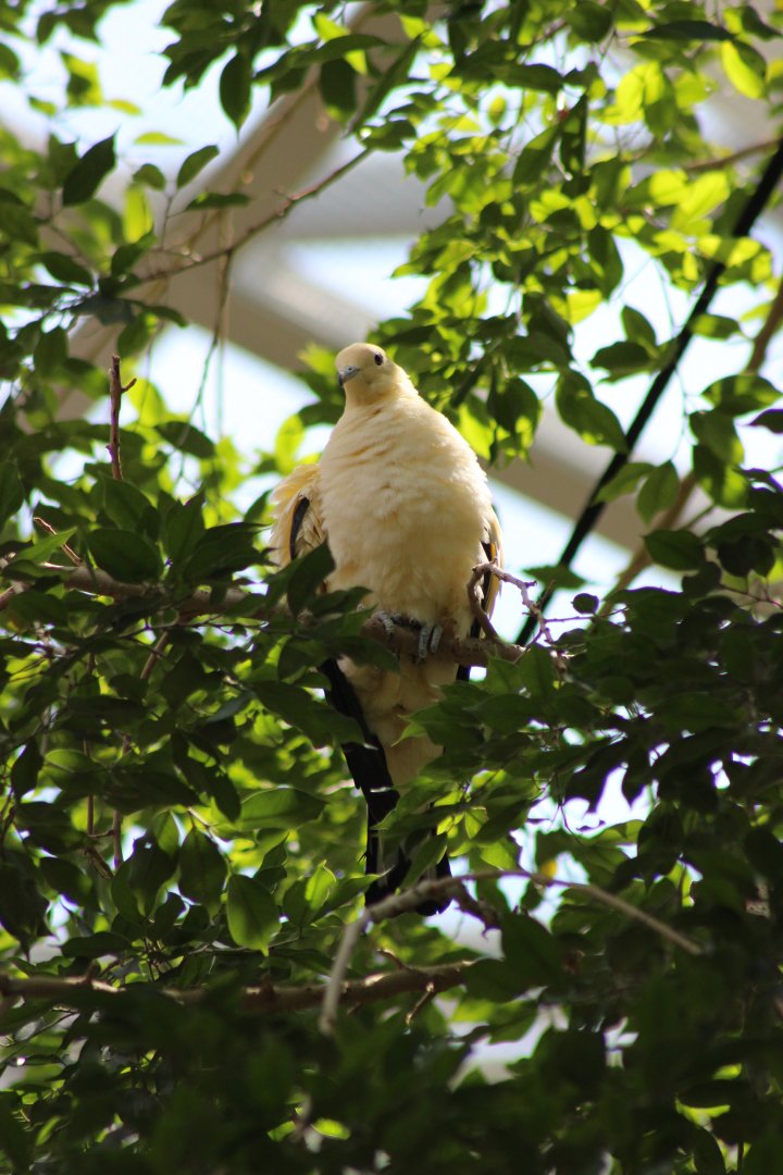 Dove/pigeon at the National Aquarium - June 2019