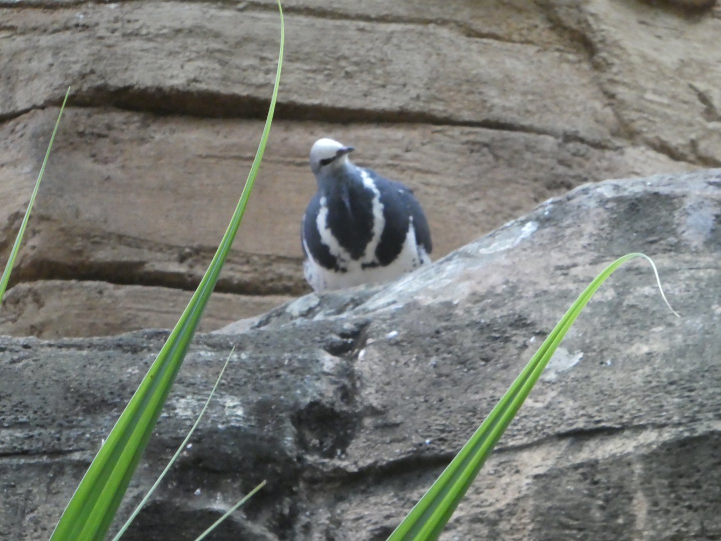 Dove/Pigeon ID?; Australia: Wild Extremes