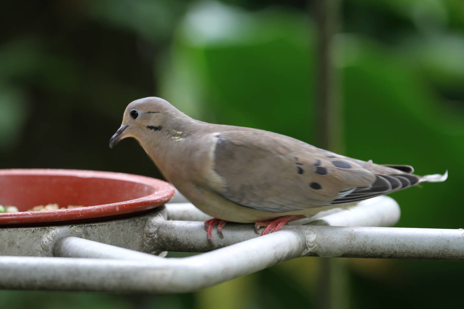 Dove / Pigeon ID Please