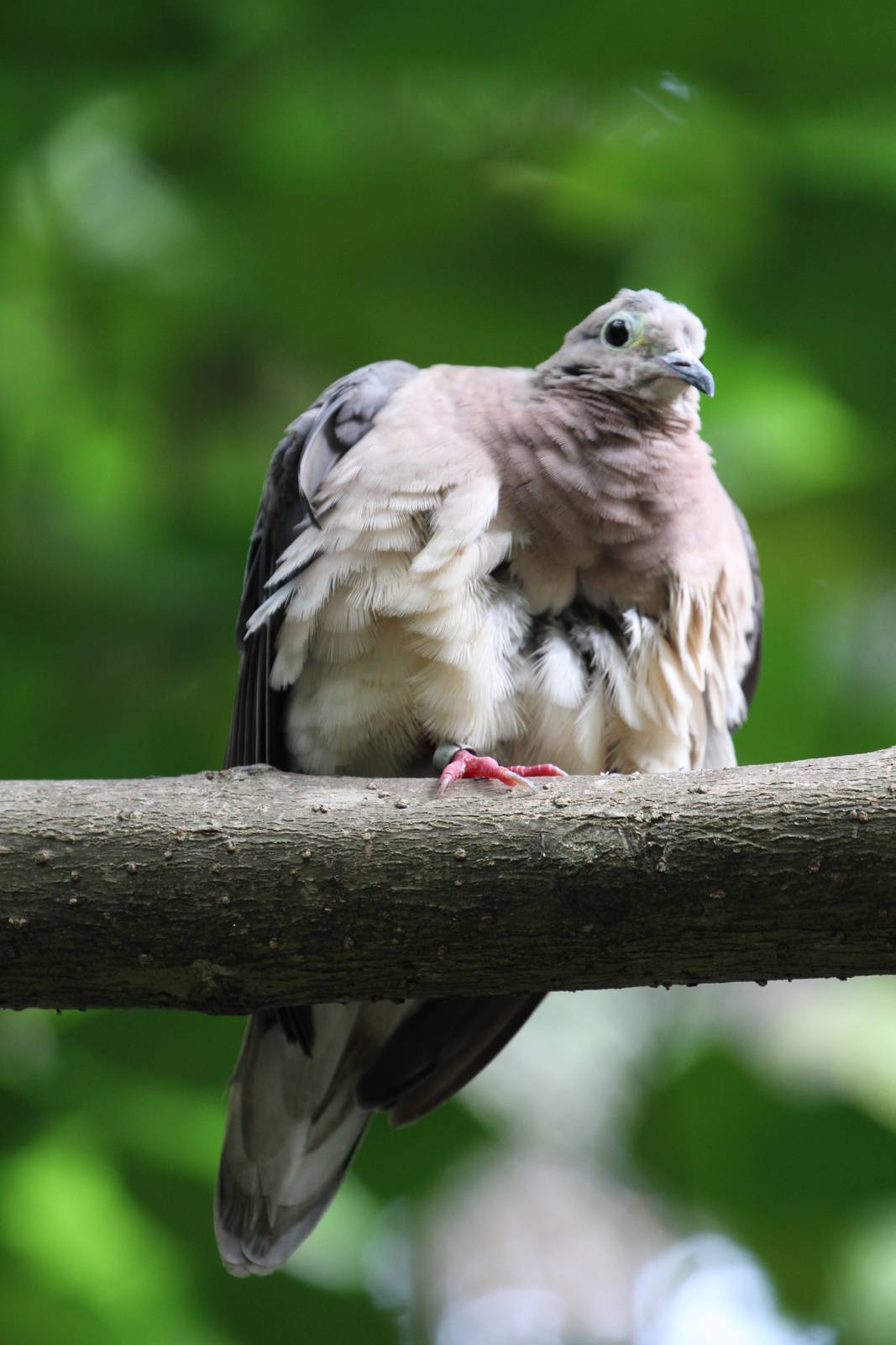 Dove / Pigeon ID Please
