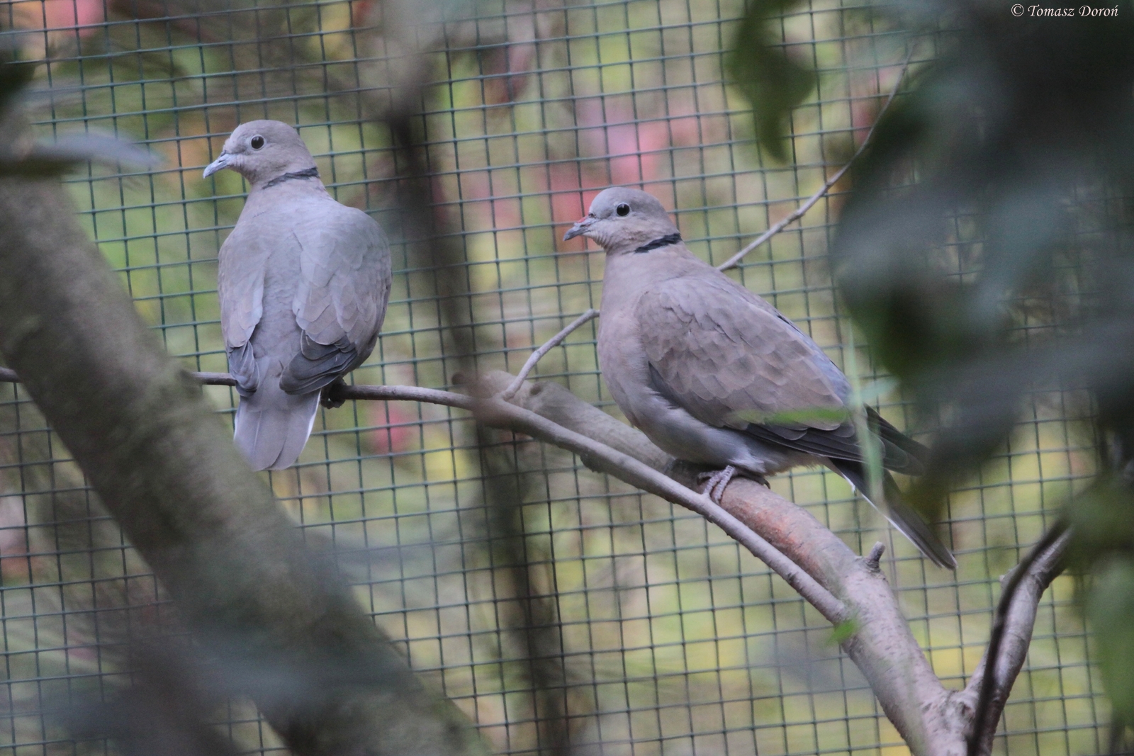 Dove species ID please