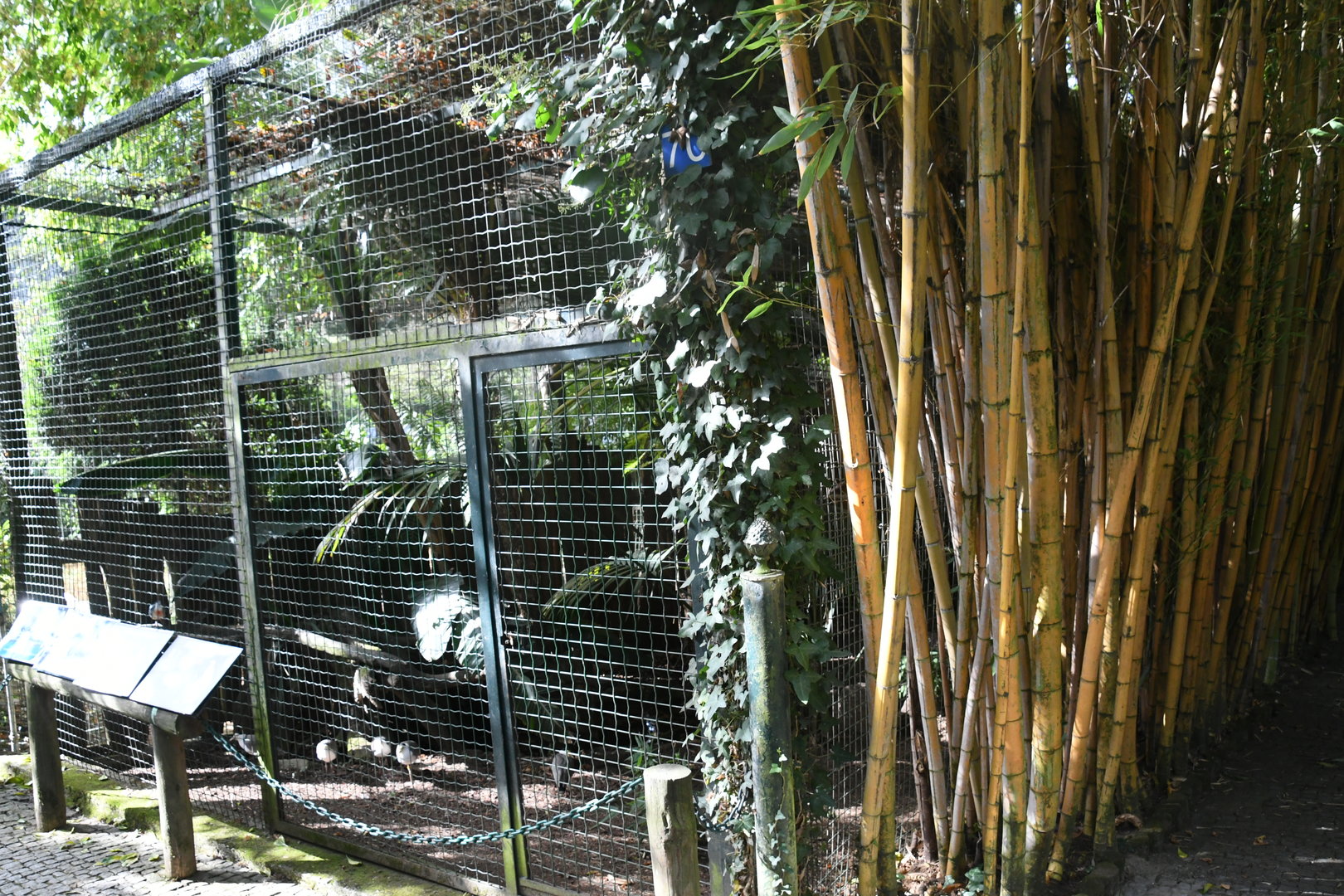Doves and Lapwings Aviary (Zoo Lourosa)