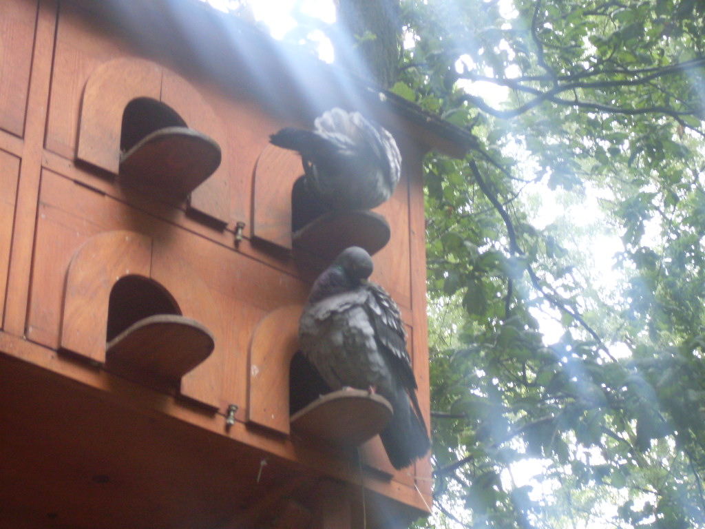 Doves in the morning