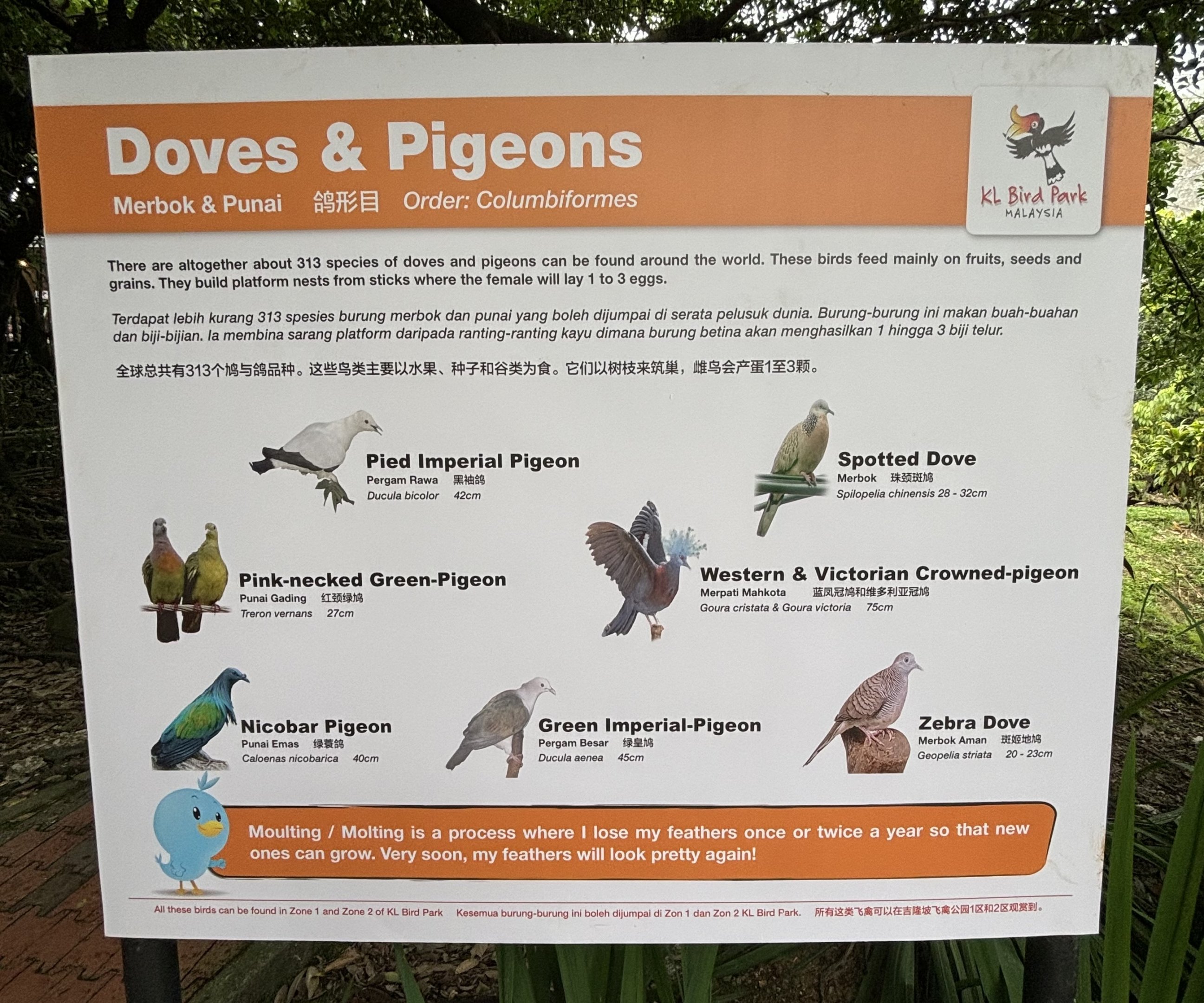 Doves + Pigeons Sign