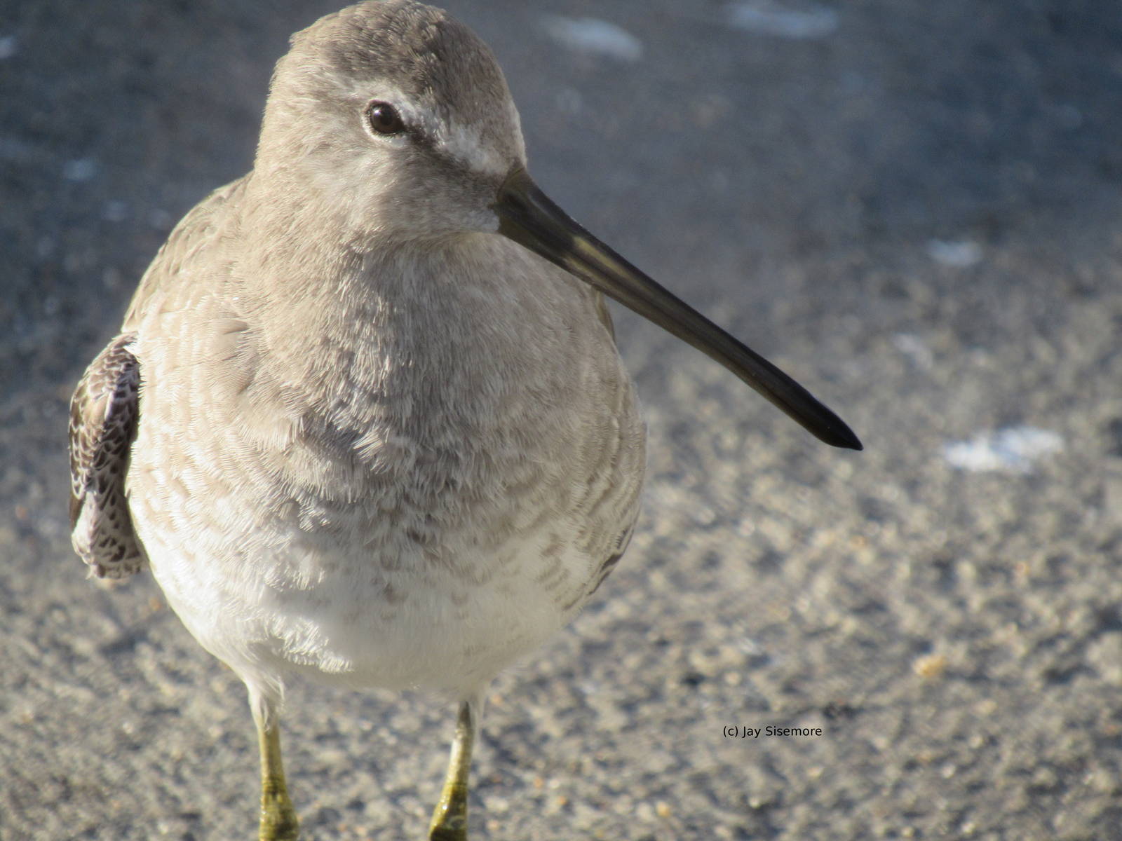Dowitcher