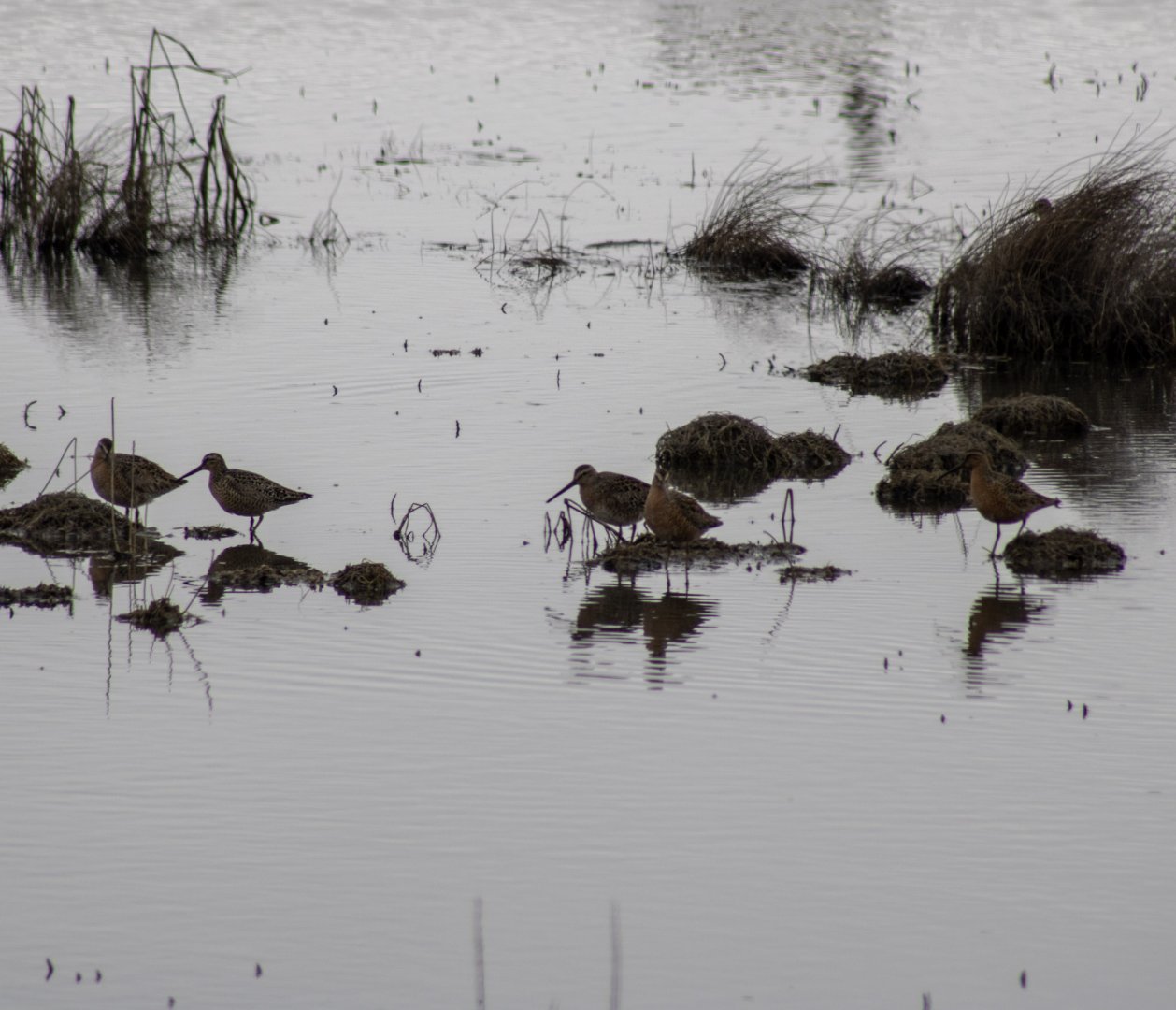 Dowitchers  - Alaska