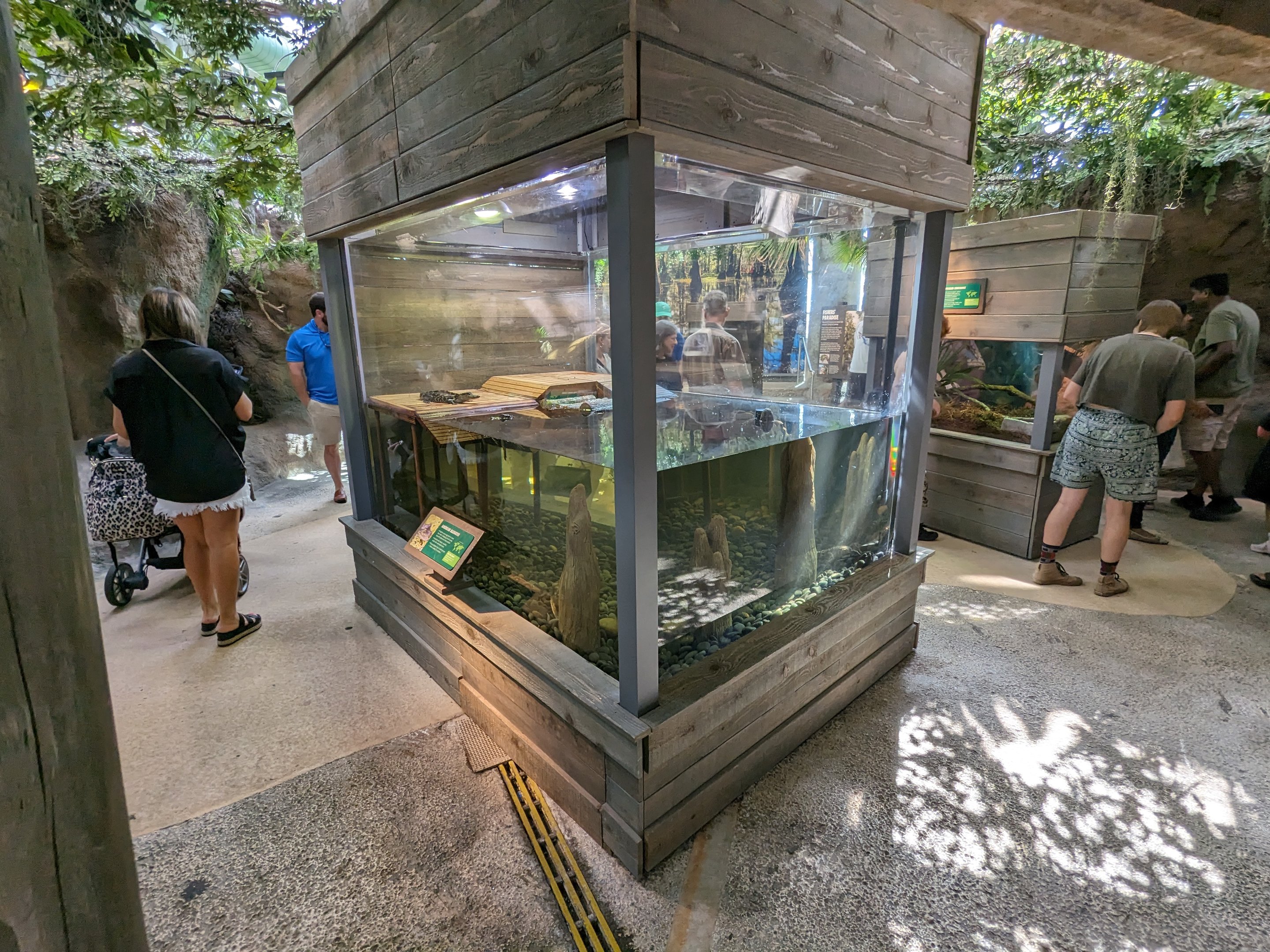 Down on the Bayou - "baby" alligators