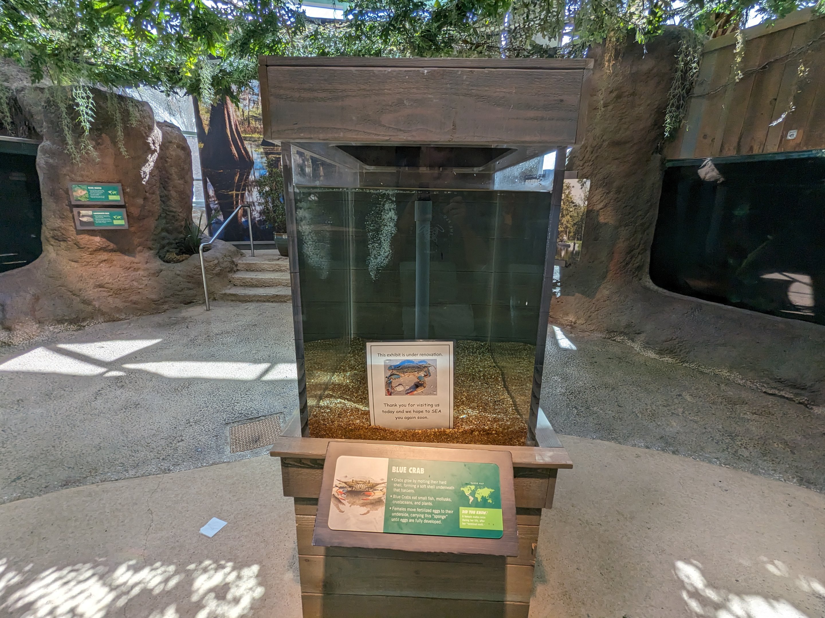 Down on the Bayou - Blue crab (under construction)