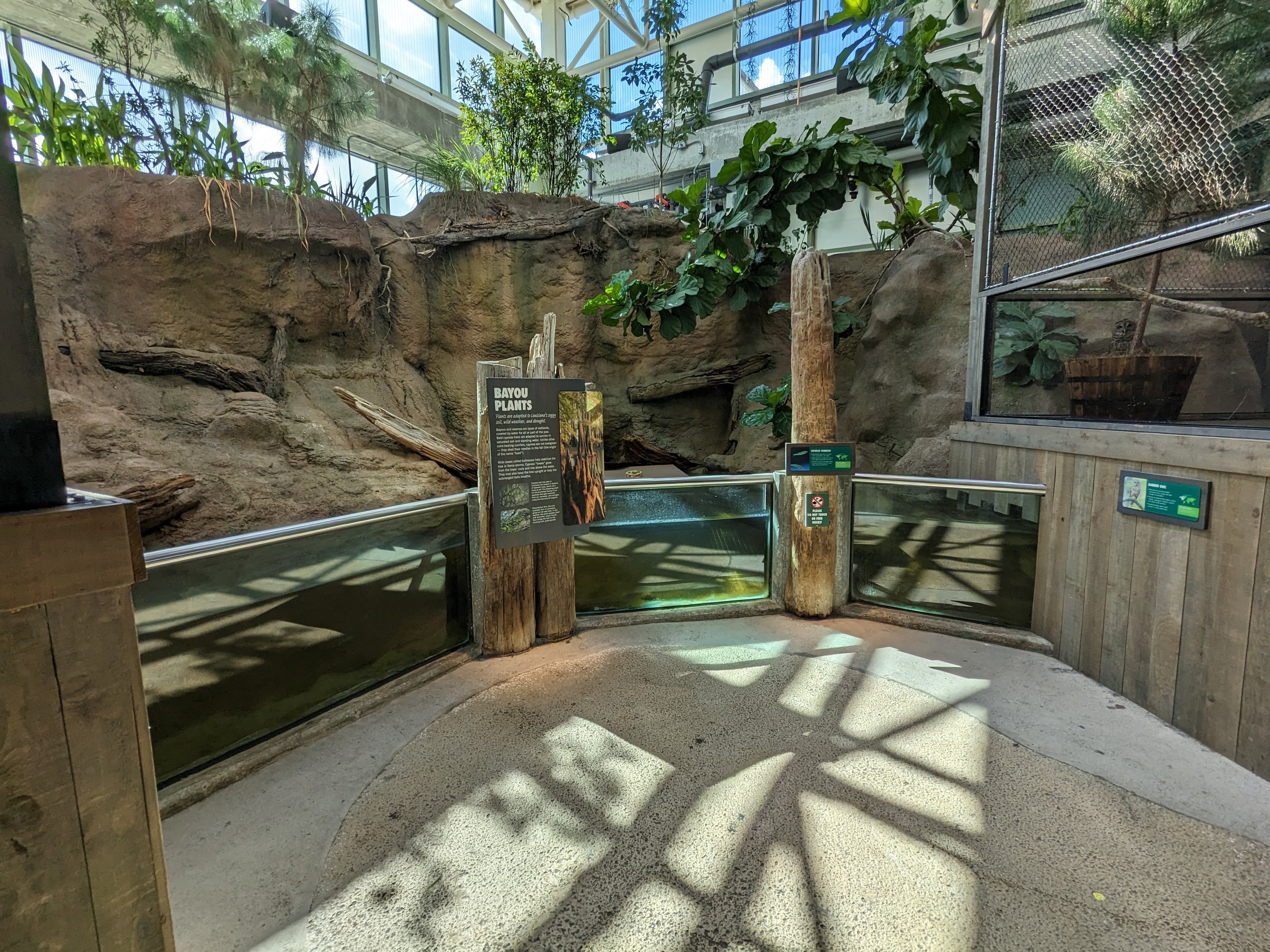 Down on the Bayou - plants, turtle (unsigned and unseen), minnows