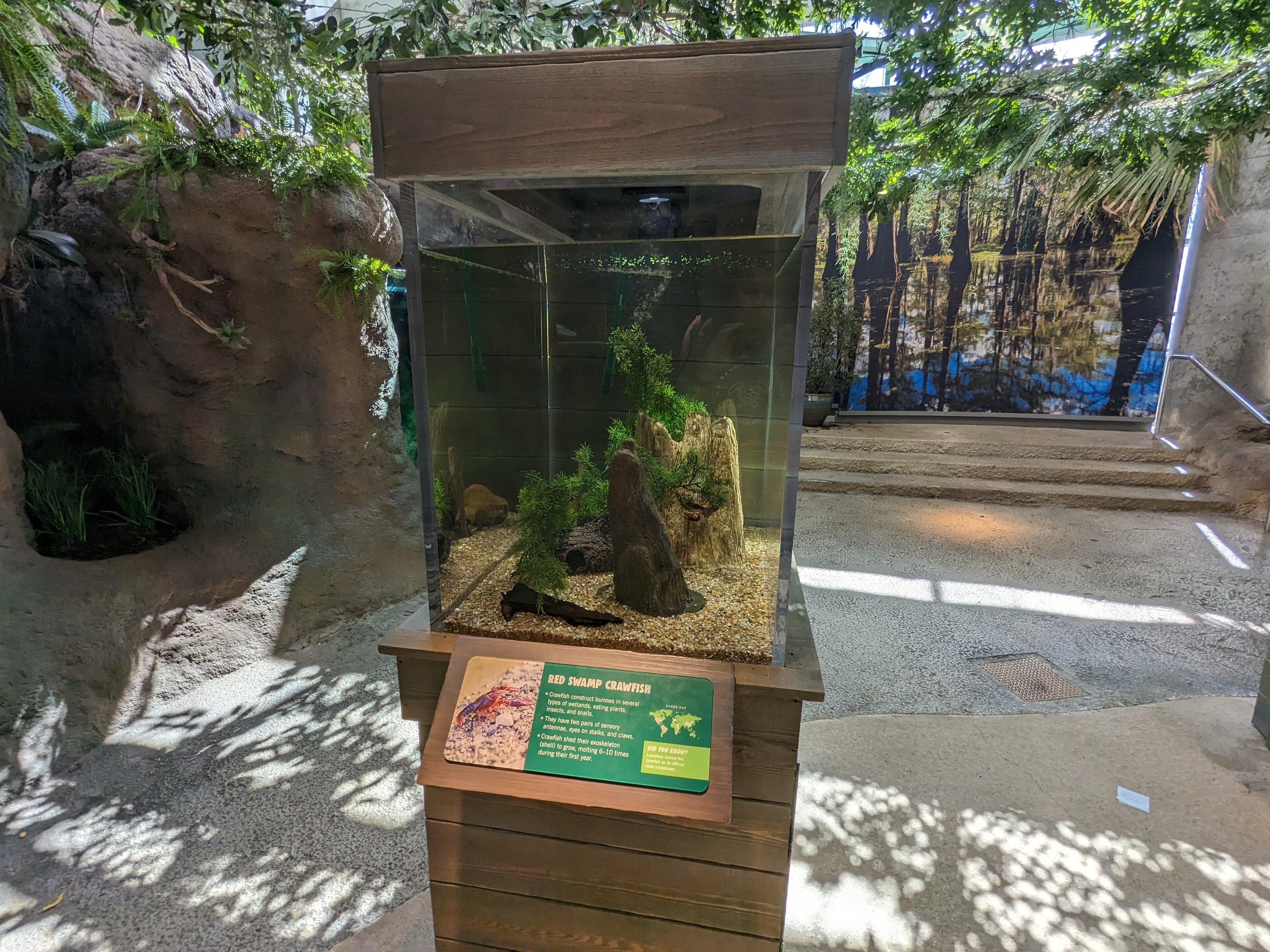 Down on the Bayou - Red swamp crawfish