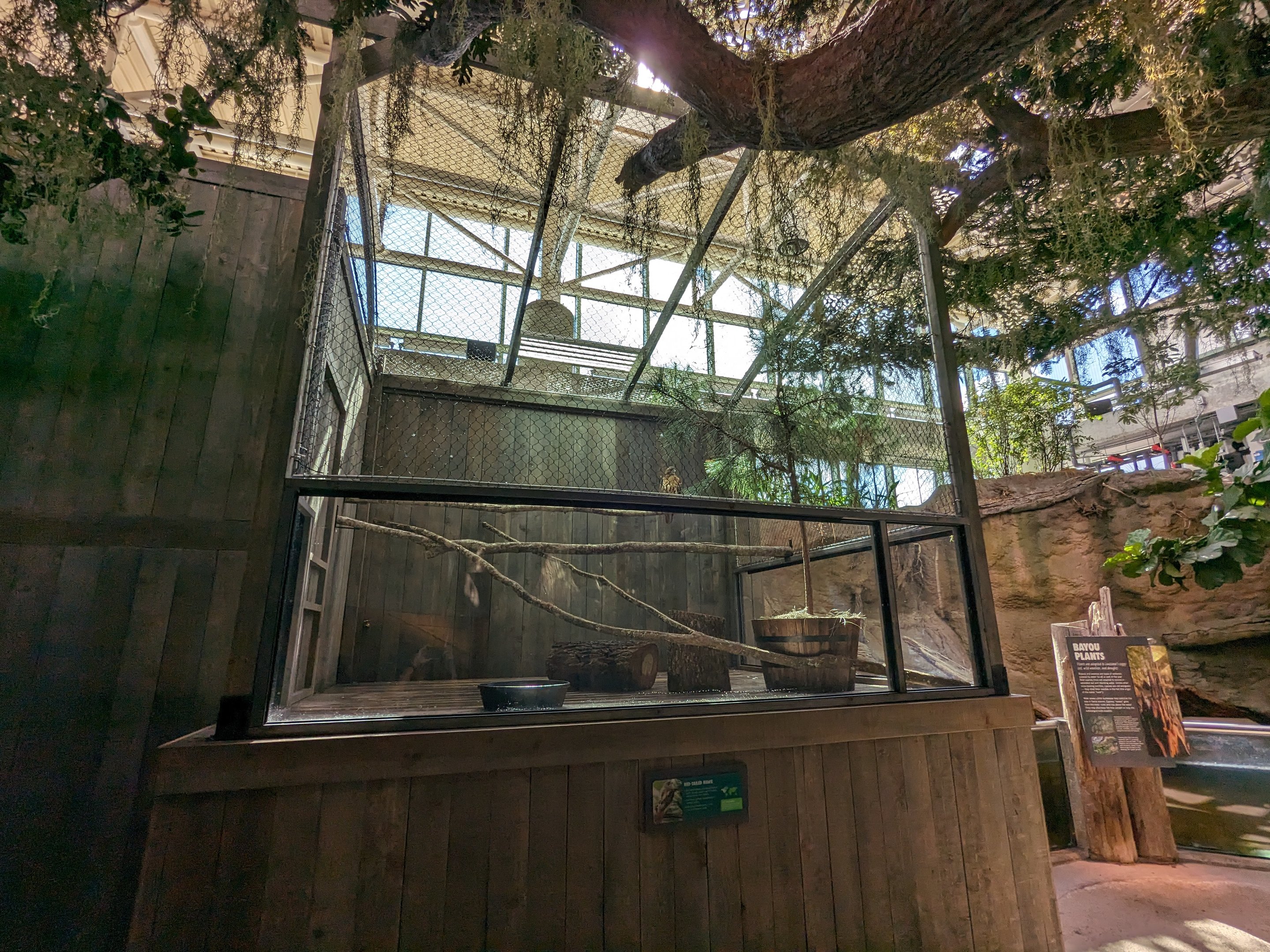 Down on the Bayou - Red tailed hawk