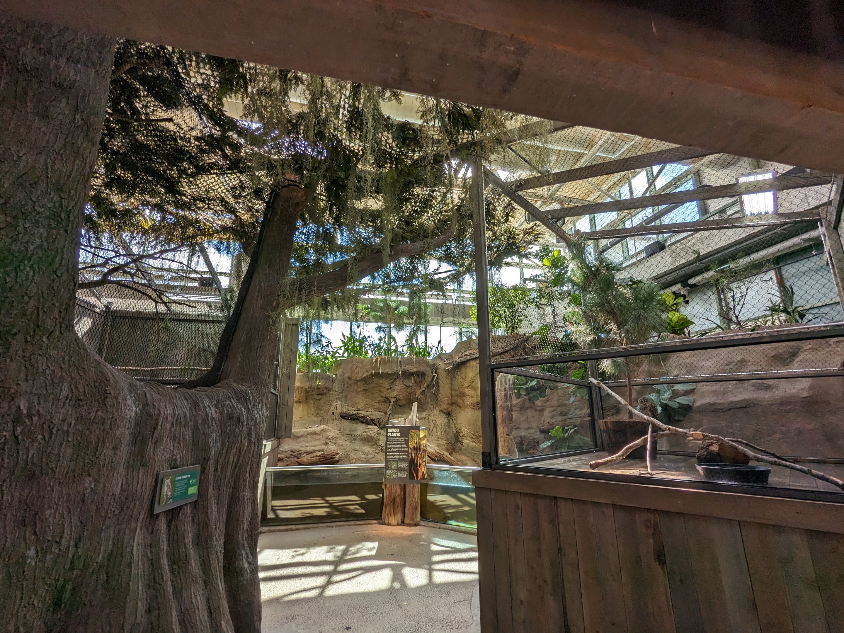 Down on the Bayou - screech owl and barred owl