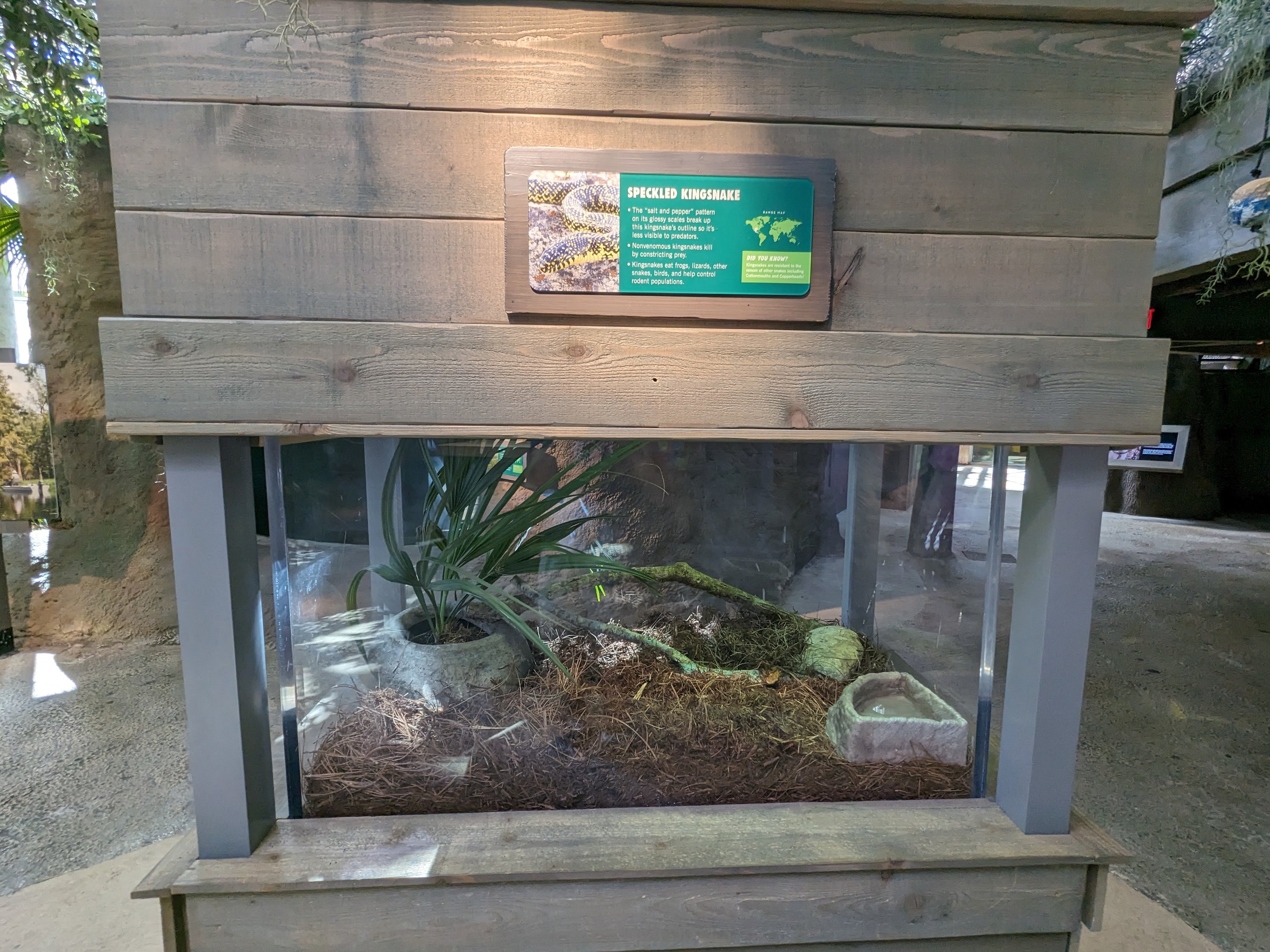 Down on the Bayou - Speckled kingsnake