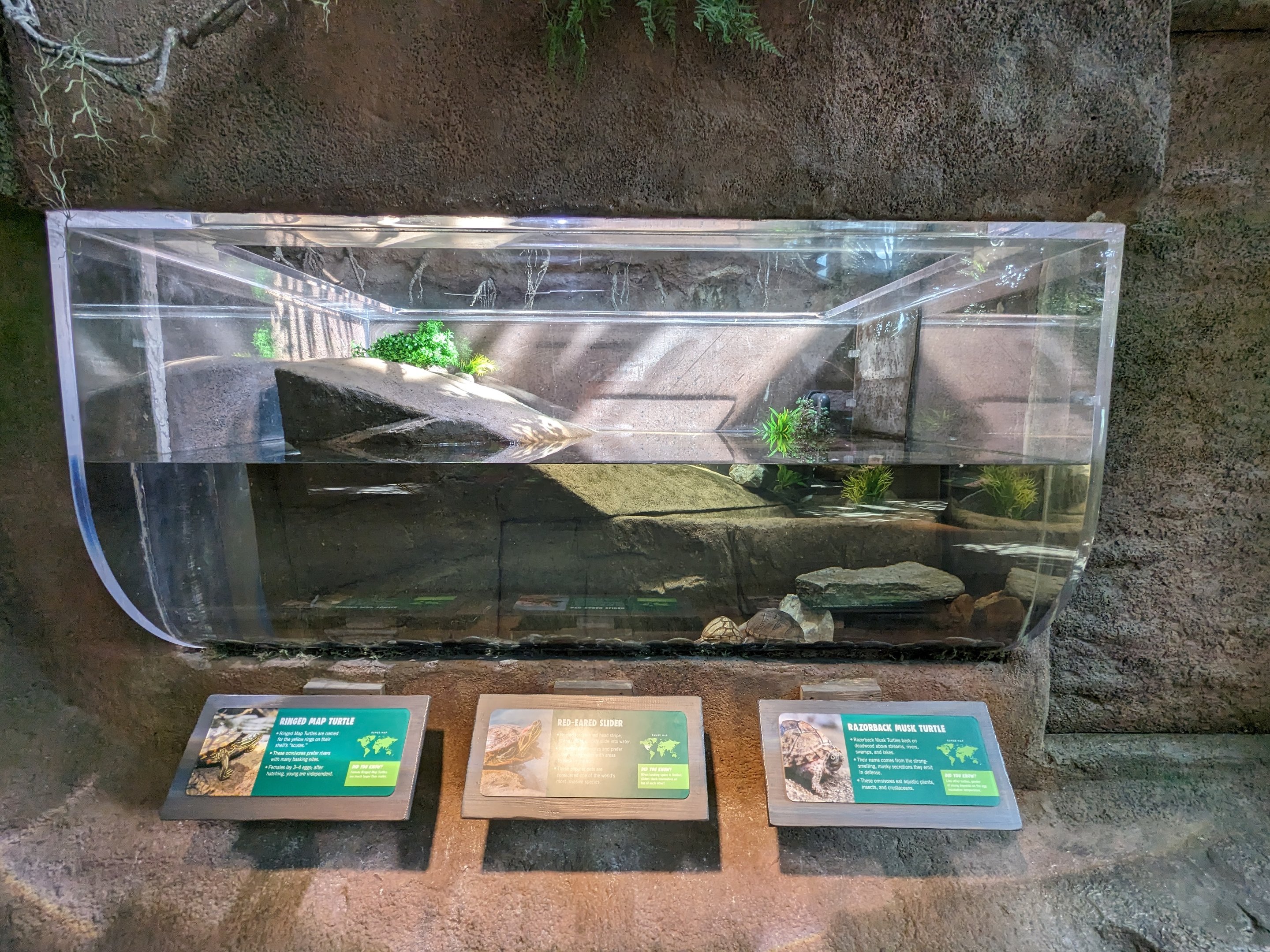 Down on the Bayou - Turtles