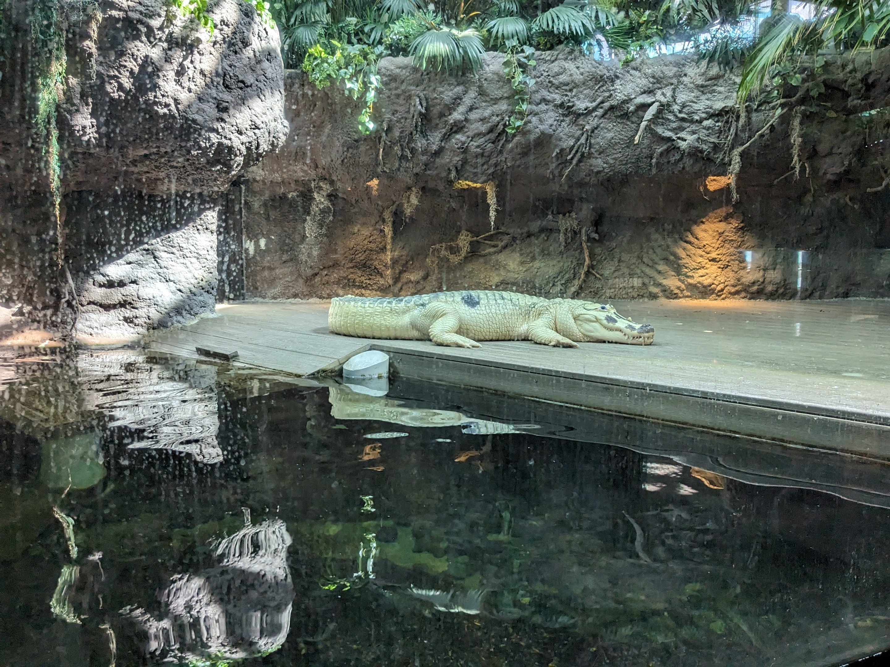 Down on the Bayou - white american alligator
