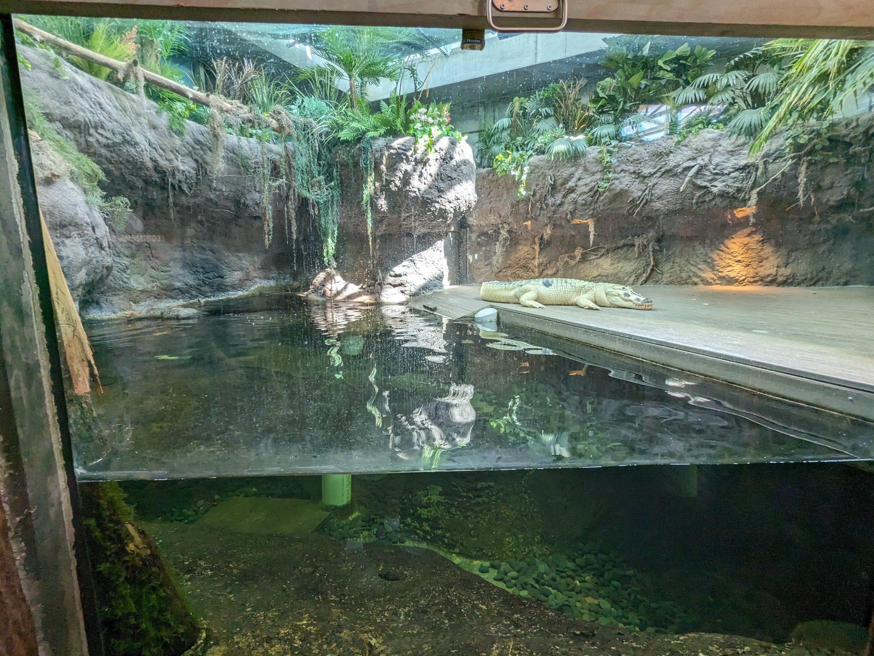 Down on the Bayou - white american alligator