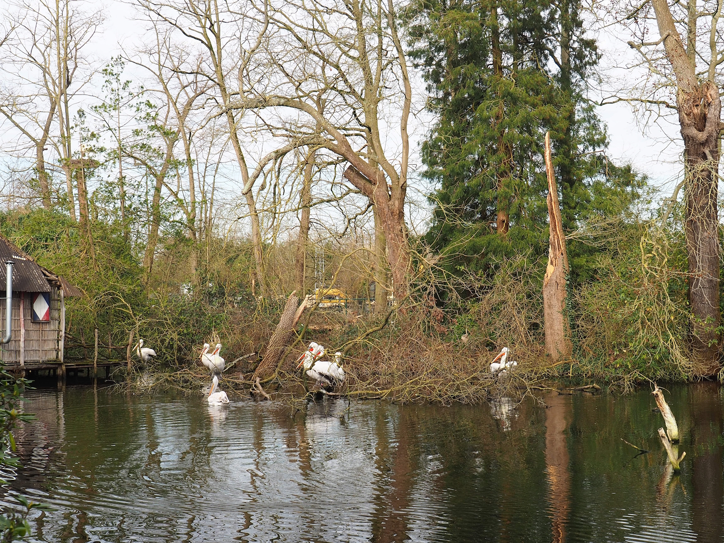 Downed tree in Dalmatian pelican pond, 2024-03-04