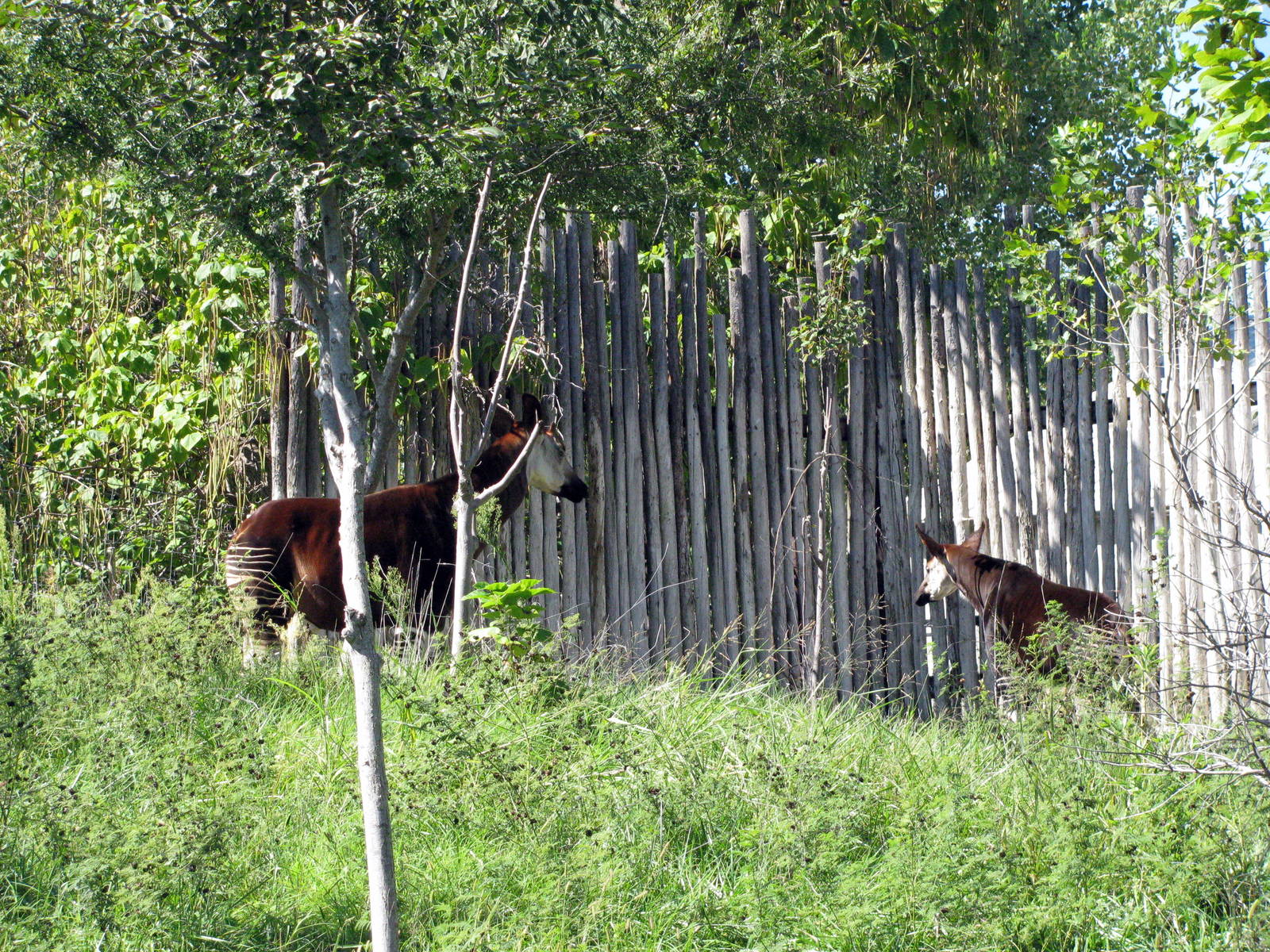 Downing Gorilla Forest-Okapi