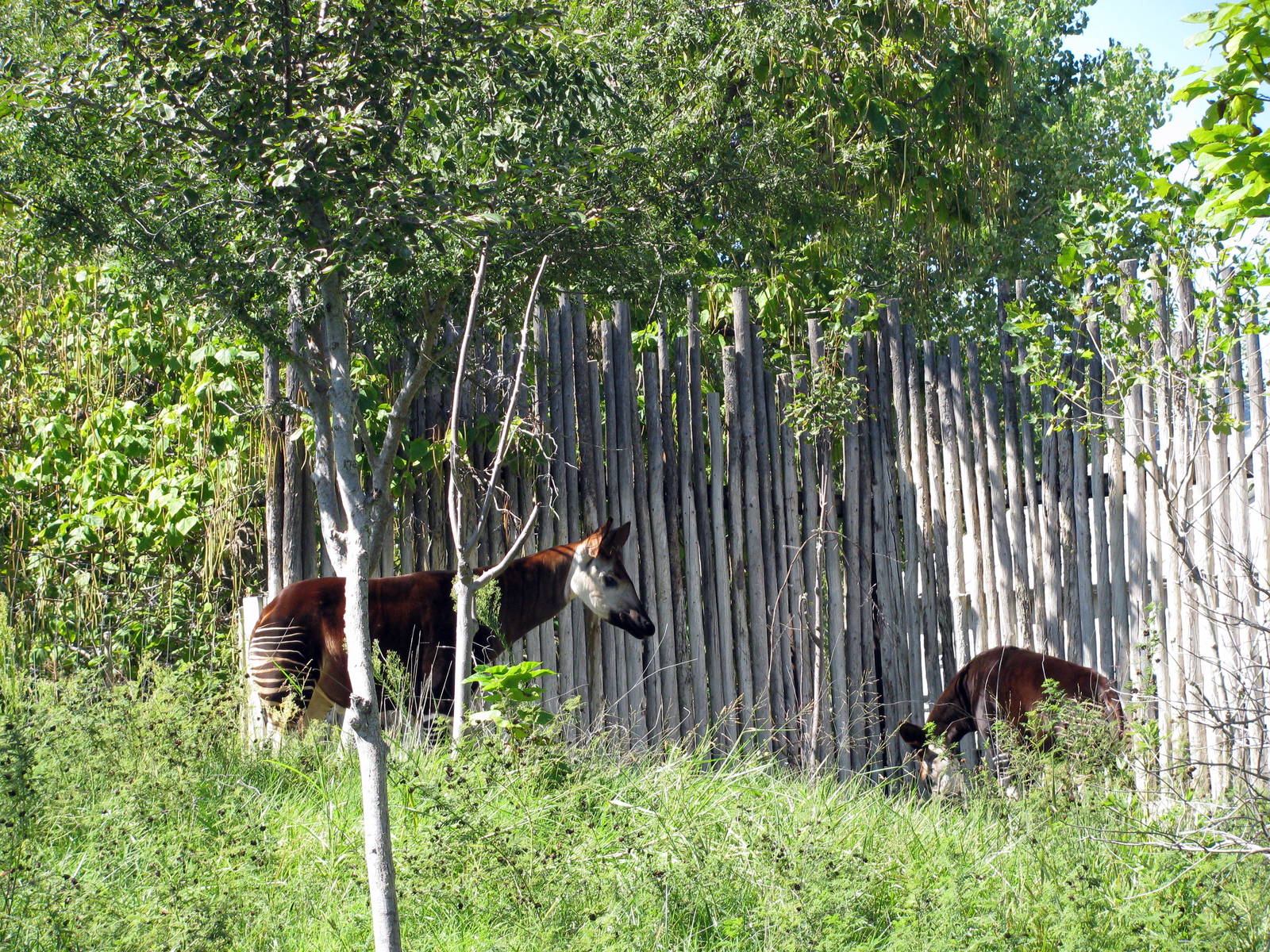 Downing Gorilla Forest-Okapi
