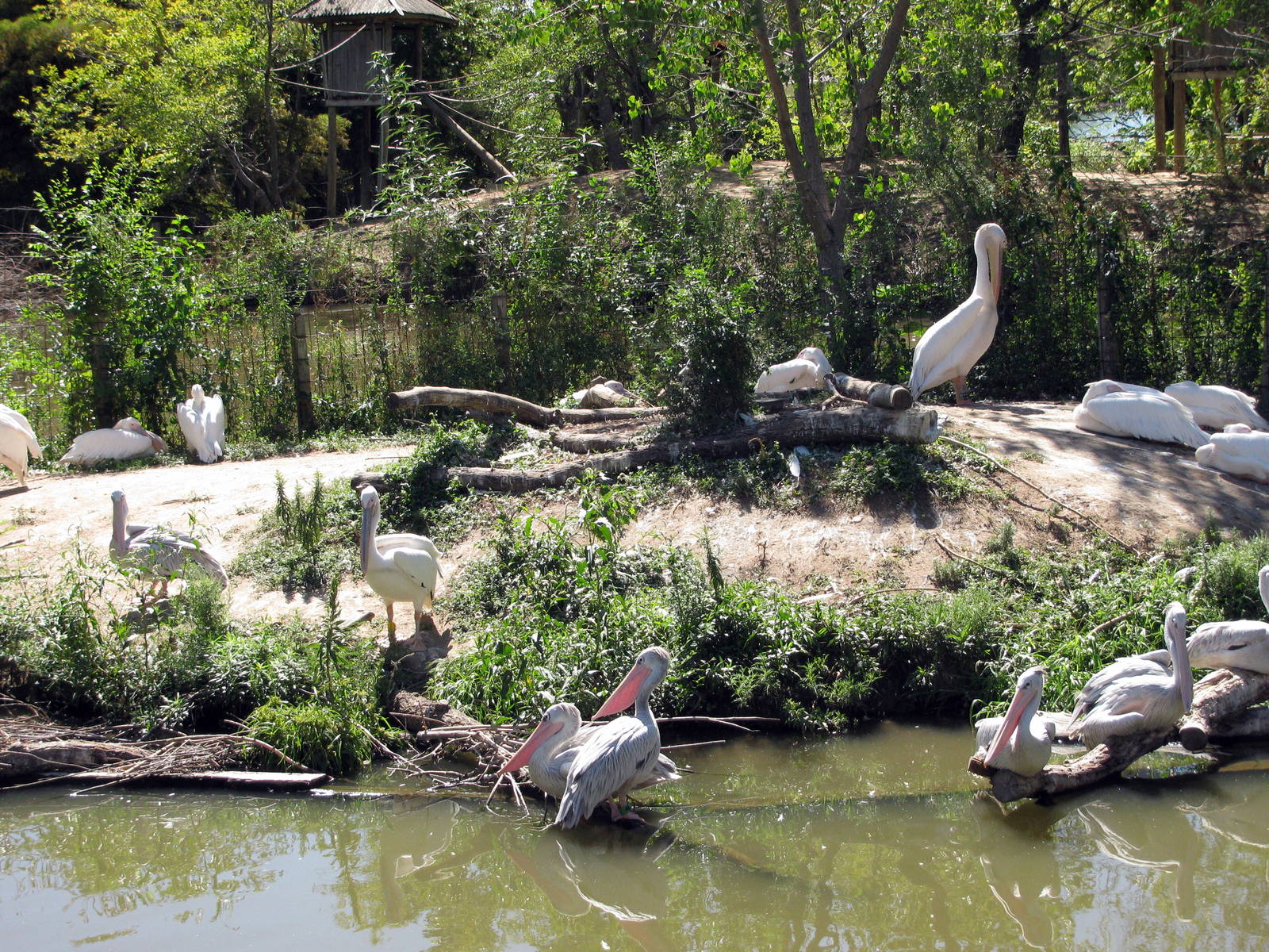 Downing Gorilla Forest-White and Pink-backed Pelicans