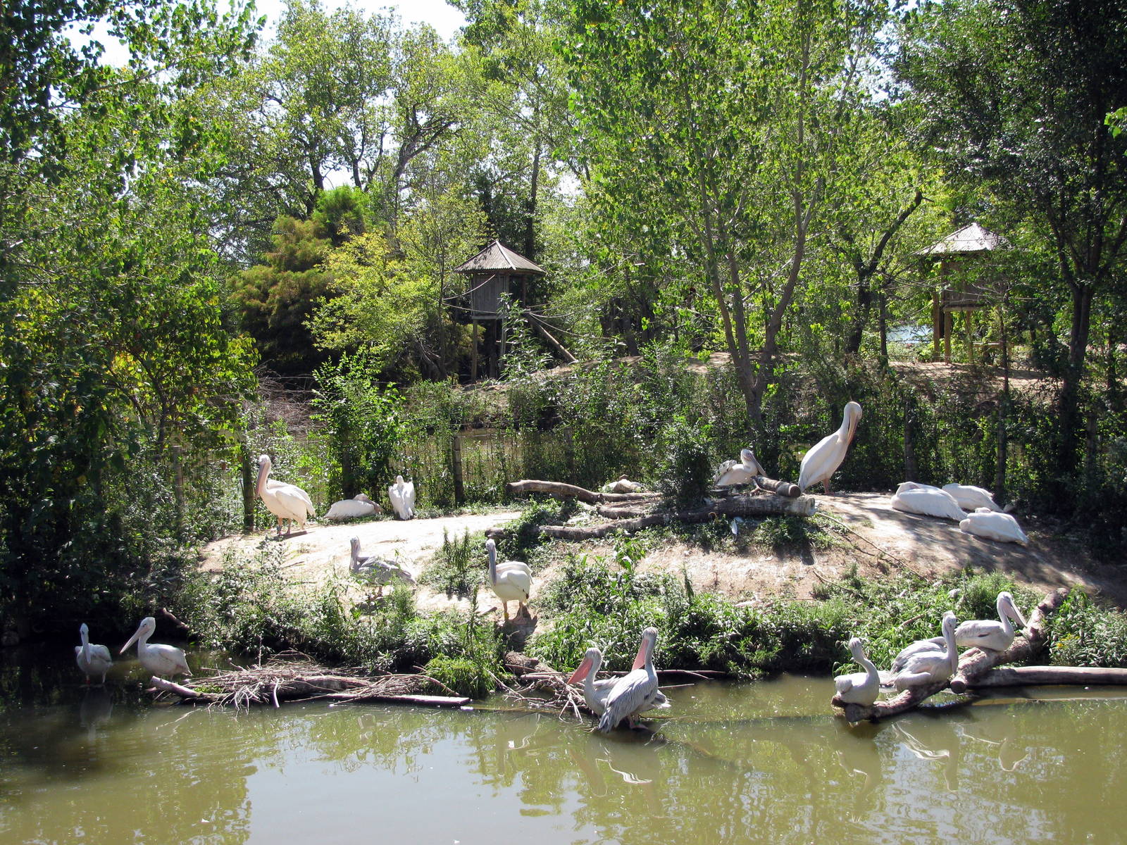 Downing Gorilla Forest-White and Pink-backed Pelicans