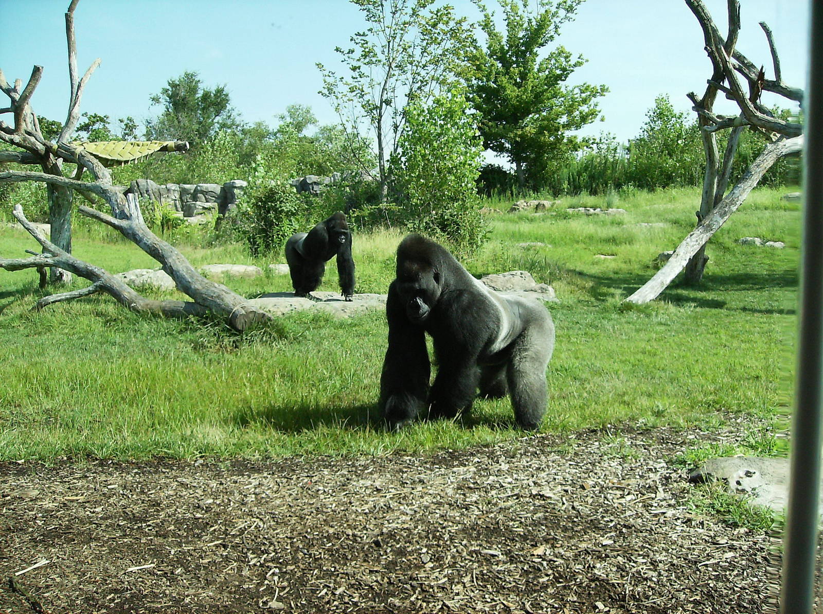 Downing Gorilla Forest