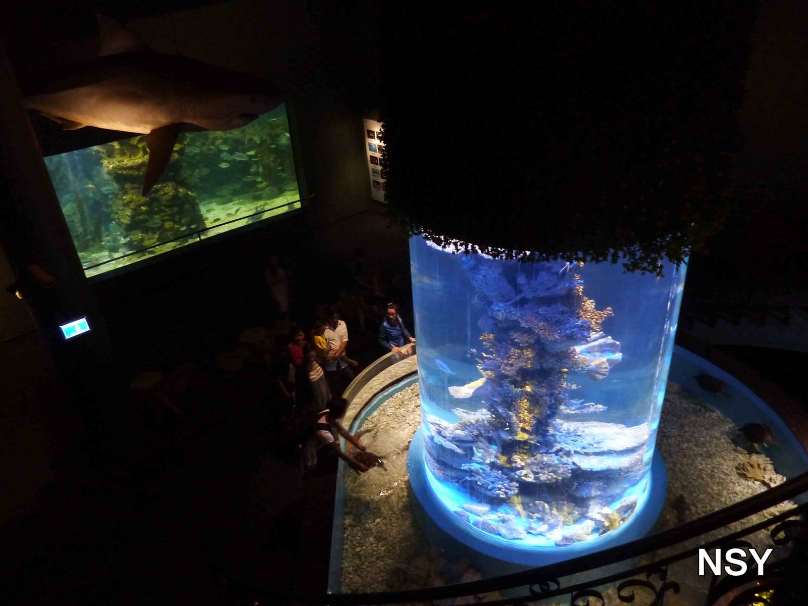 Downstairs aquaria, May 2013.