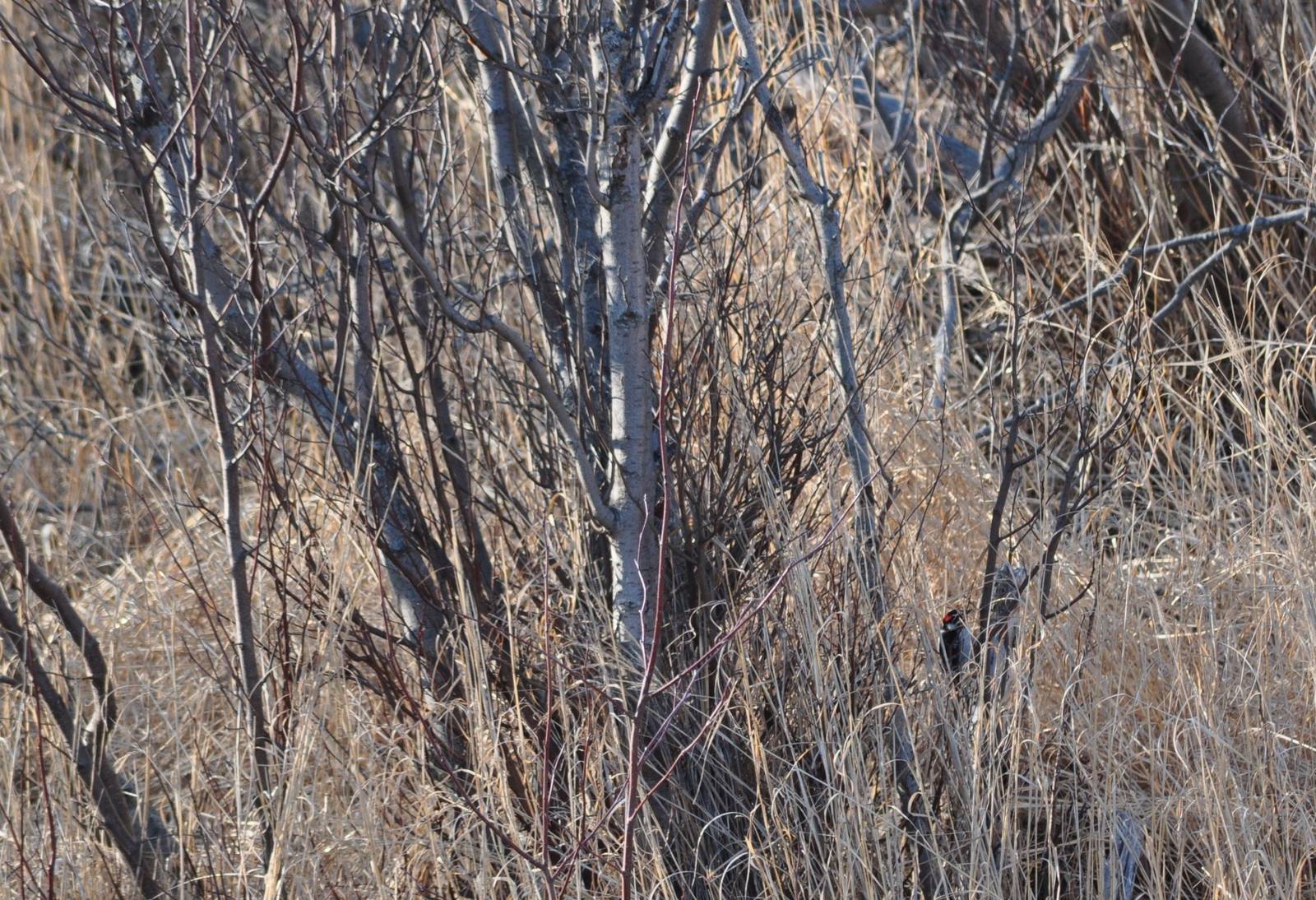 Downy (?) Woodpecker - Alaska (Potter Marsh)
