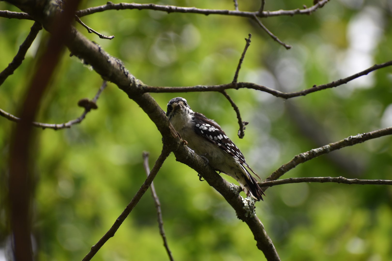 Downy Woodpecker ~ Horn Pond, Massachusetts