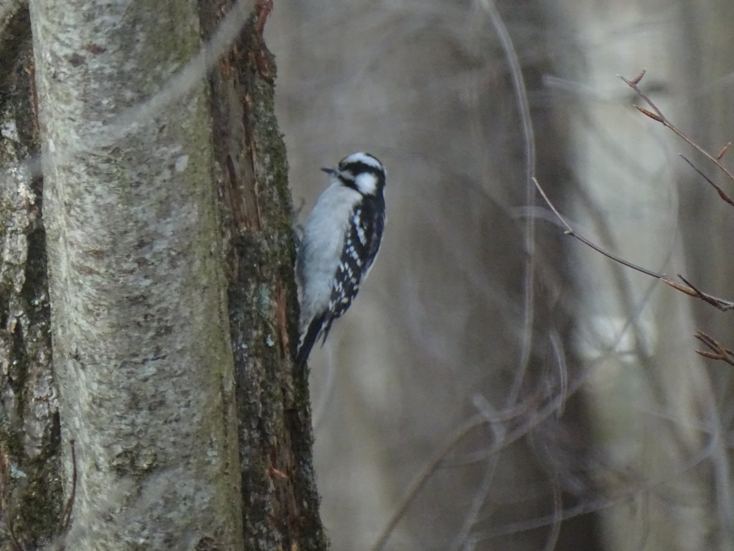 Downy woodpecker (Picoides pubescens)