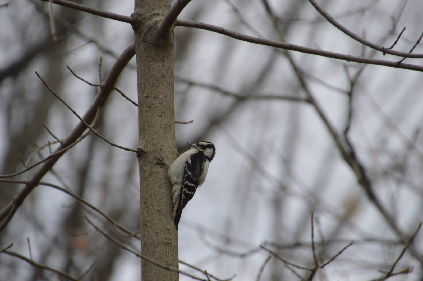 Downy Woodpecker (wild) 031215