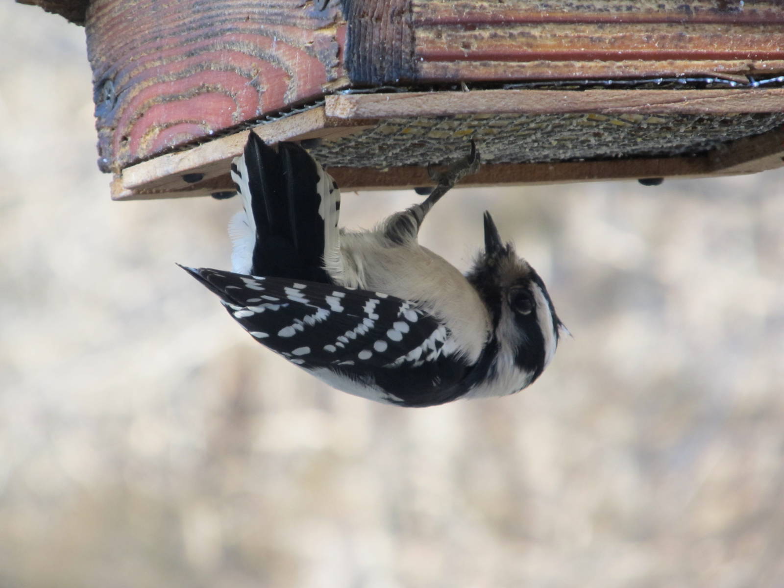 Downy Woodpecker