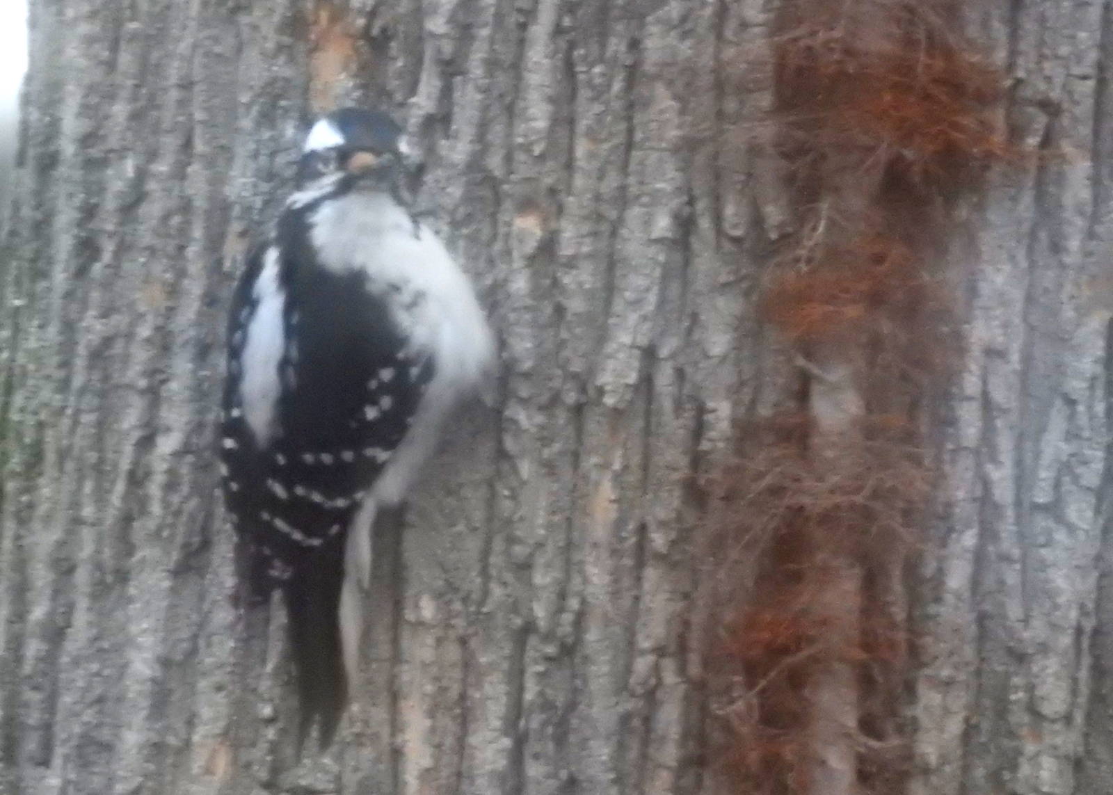 Downy Woodpecker