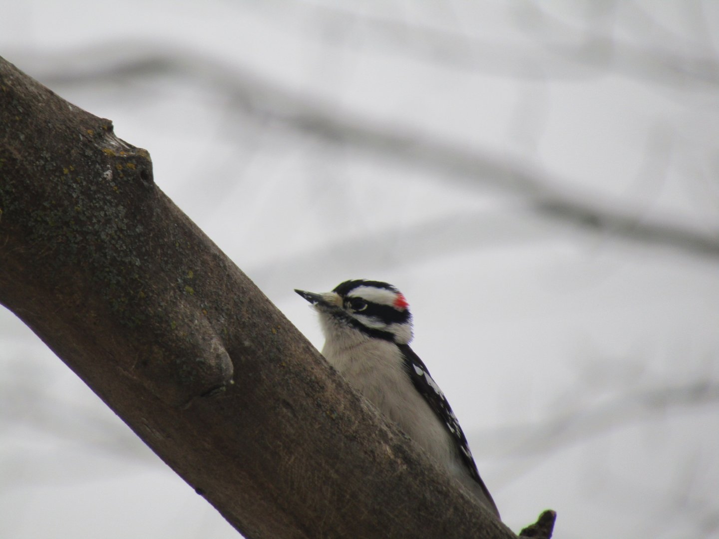Downy Woodpecker