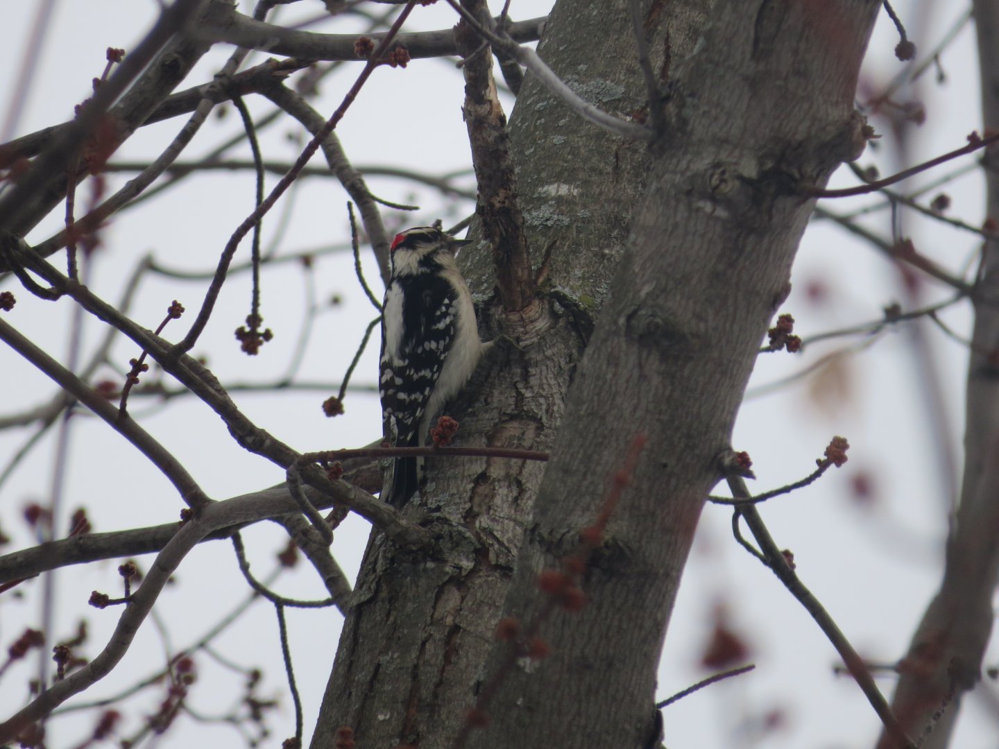 Downy woodpecker
