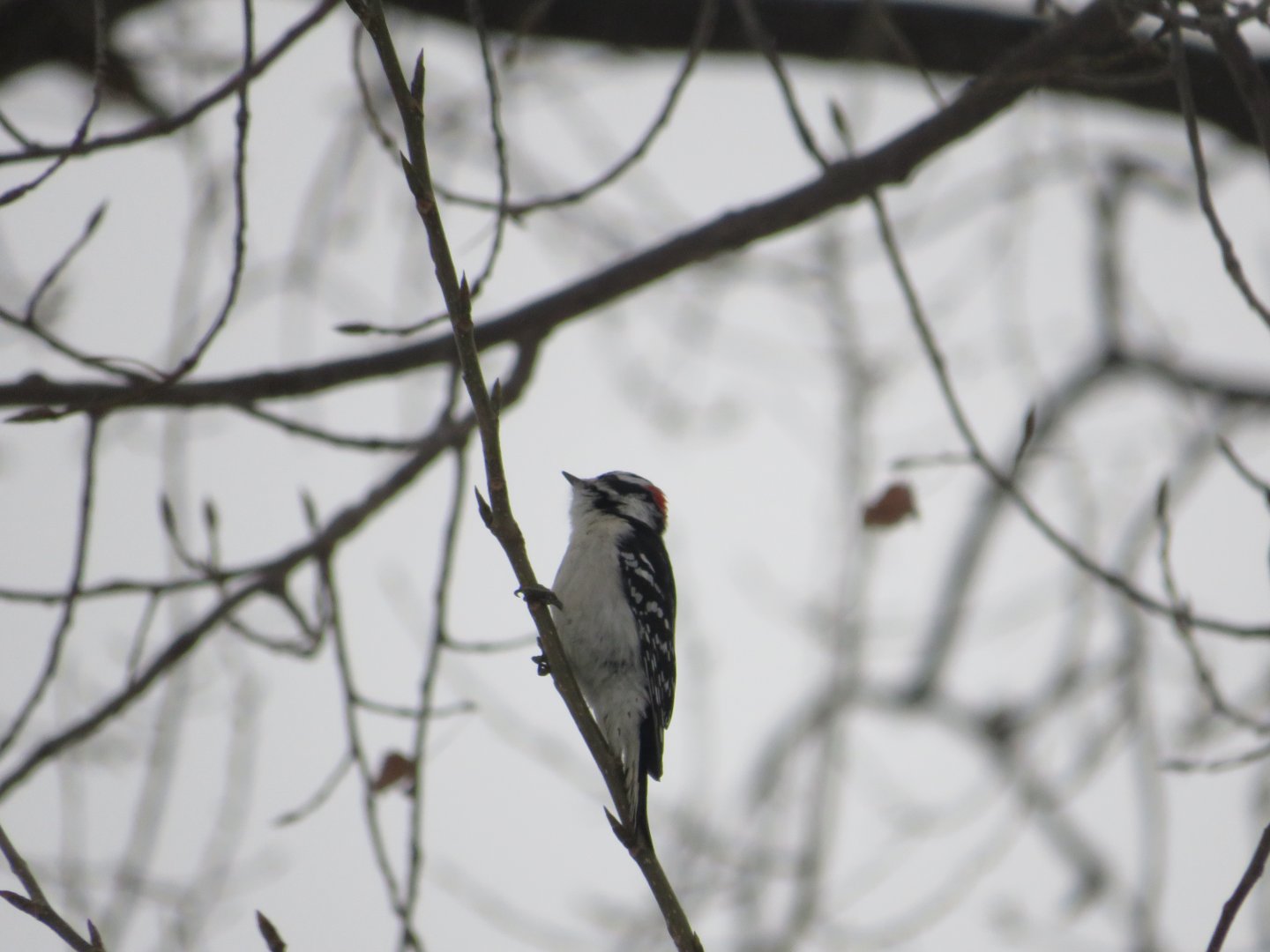 Downy Woodpecker