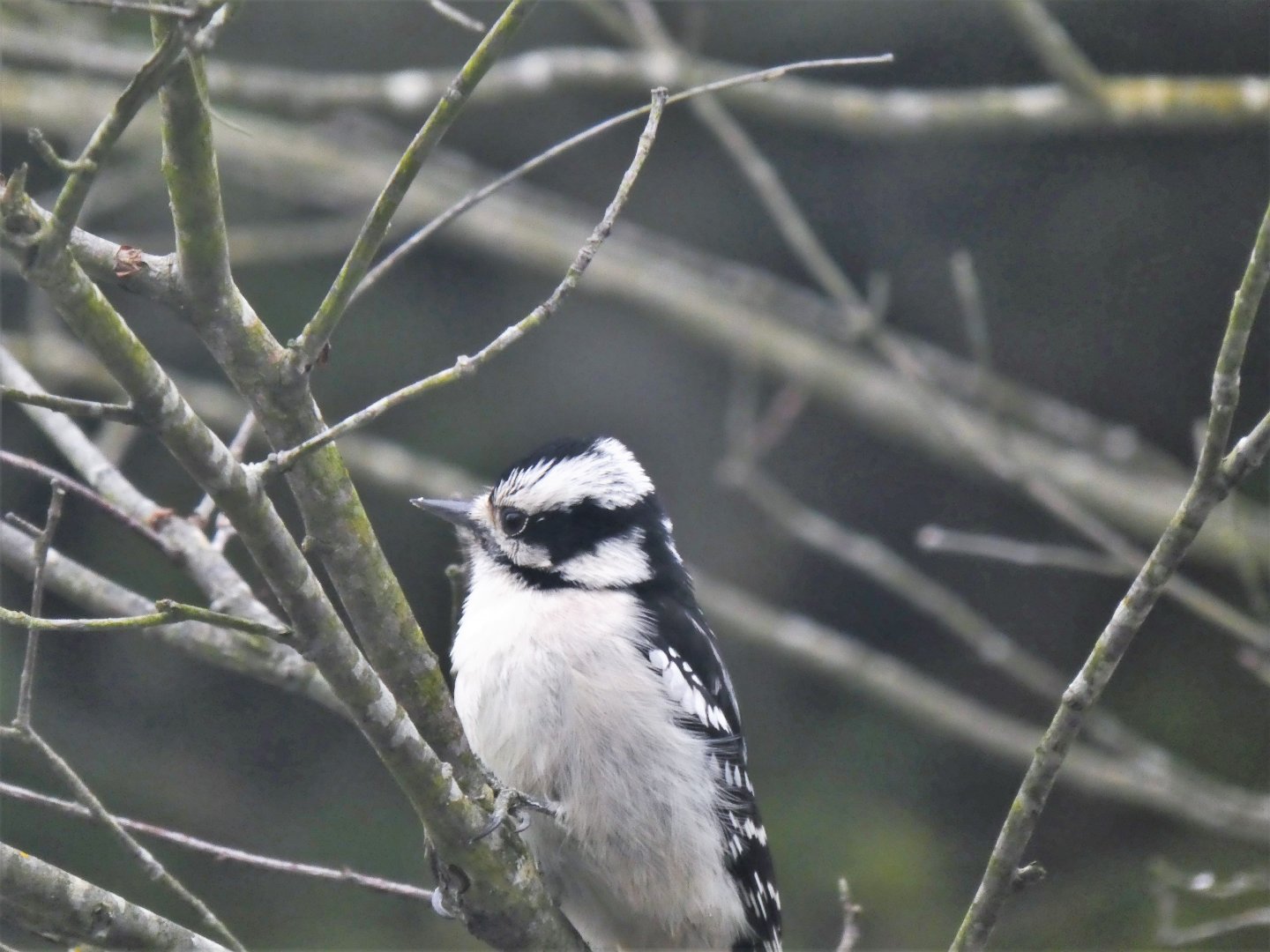 Downy Woodpecker