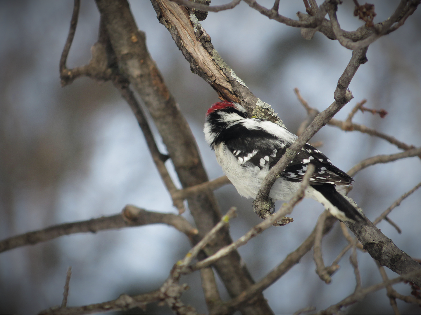 Downy woodpecker