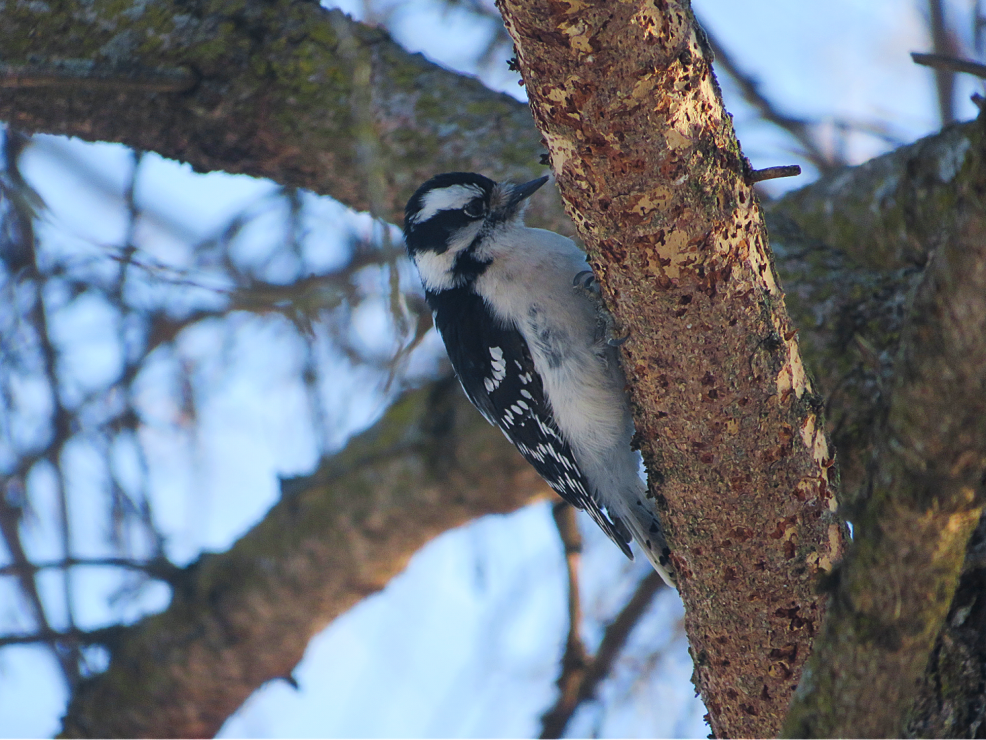 Downy Woodpecker