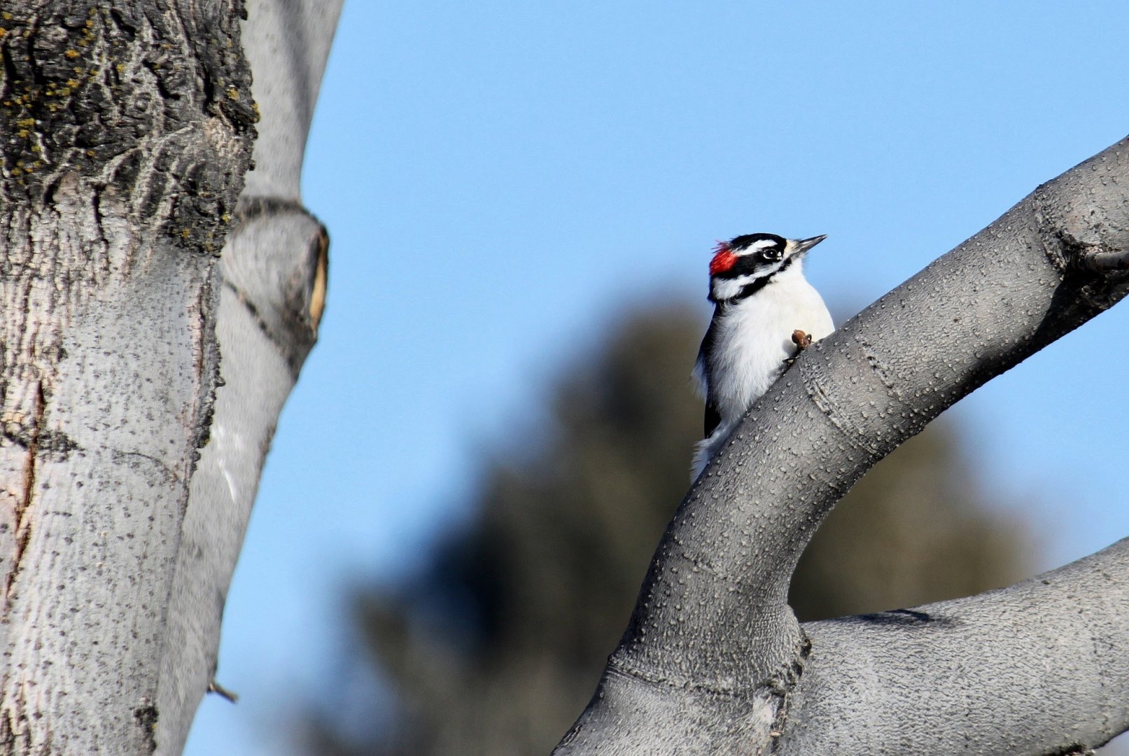 Downy Woodpecker
