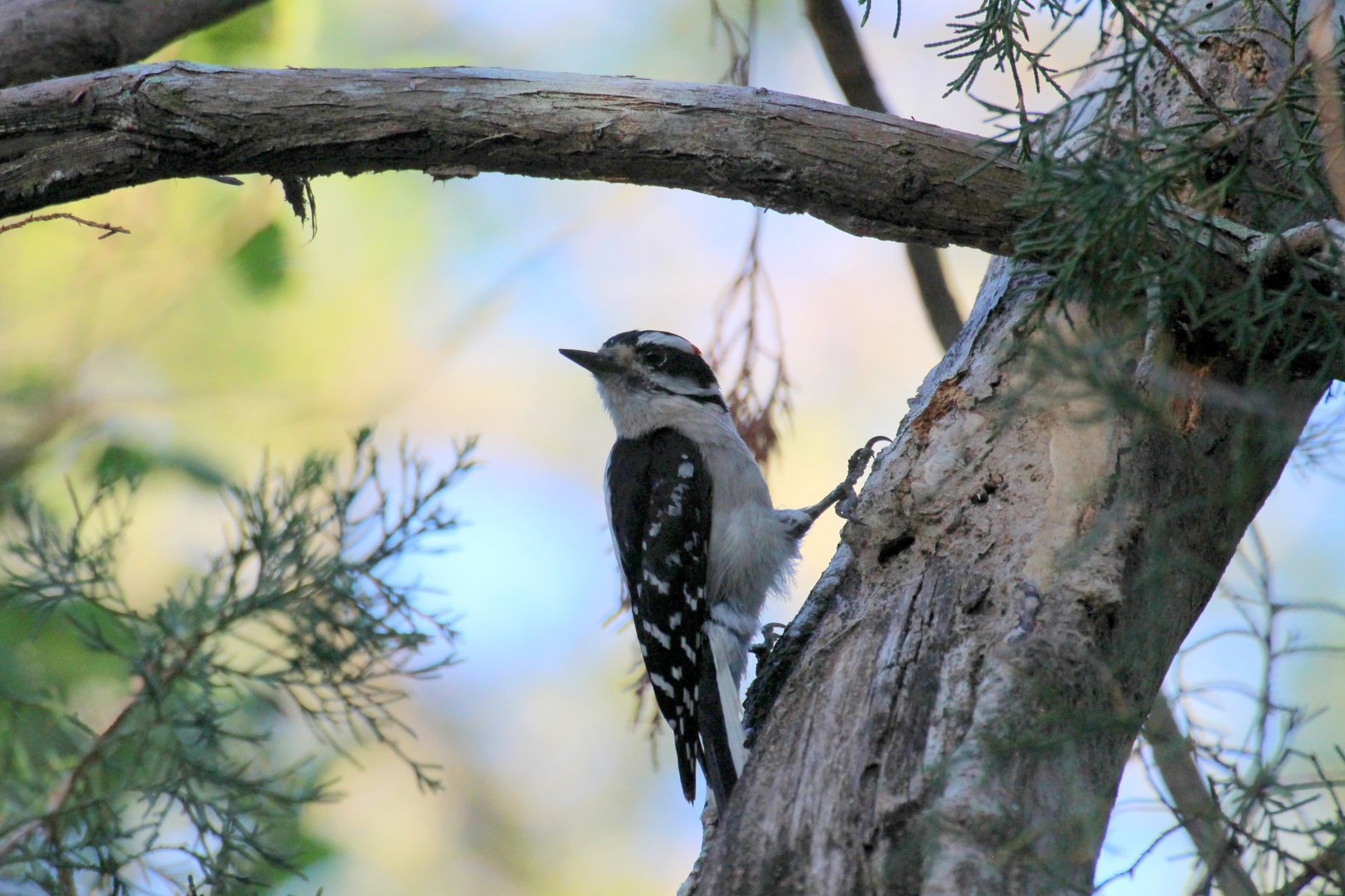 Downy Woodpecker