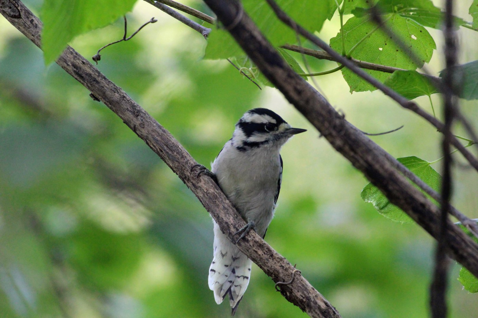 Downy Woodpecker