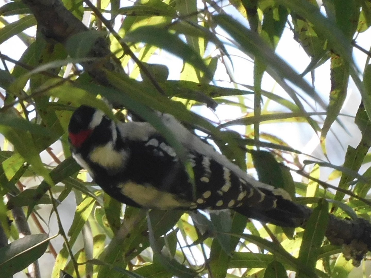 Downy woodpecker