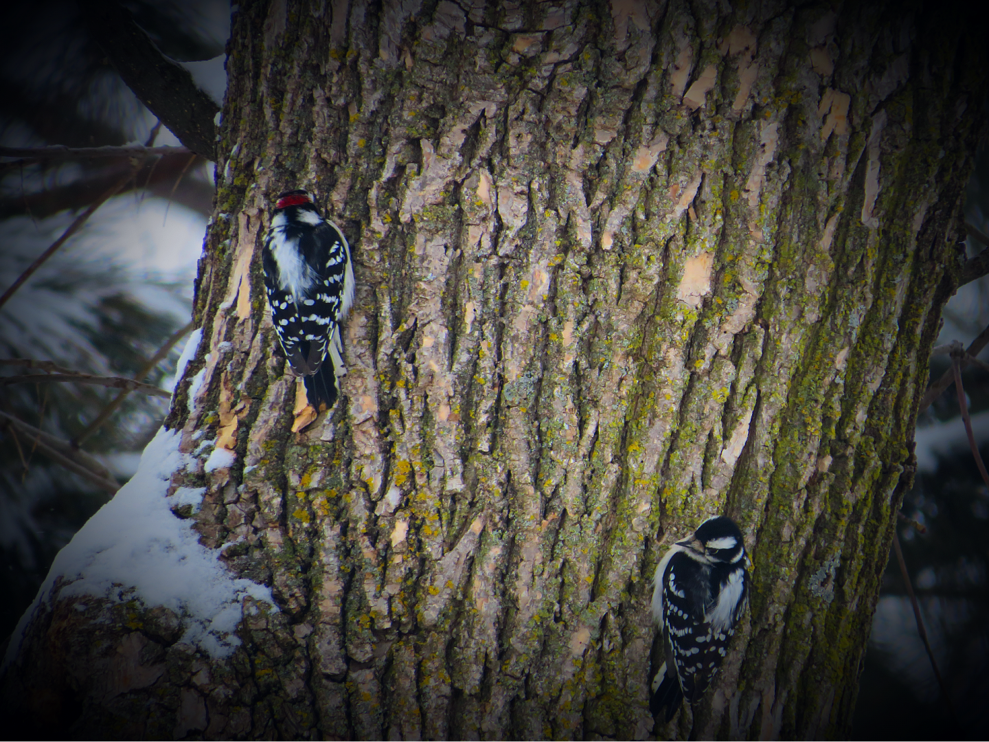 Downy woodpeckers