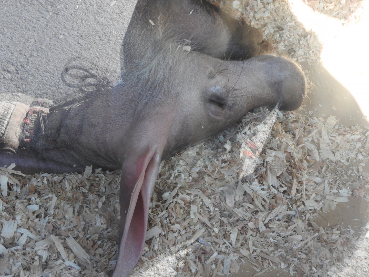 Dozing Aardvark