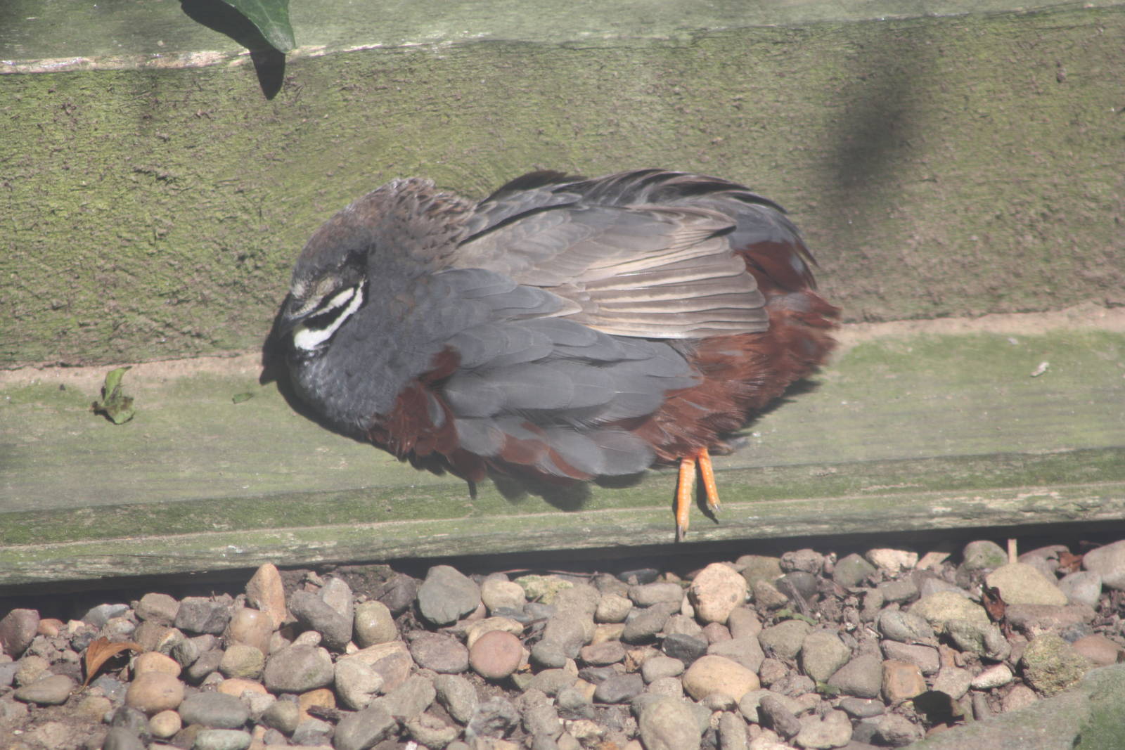 Dozing in the sunshine II, 24th July 2014