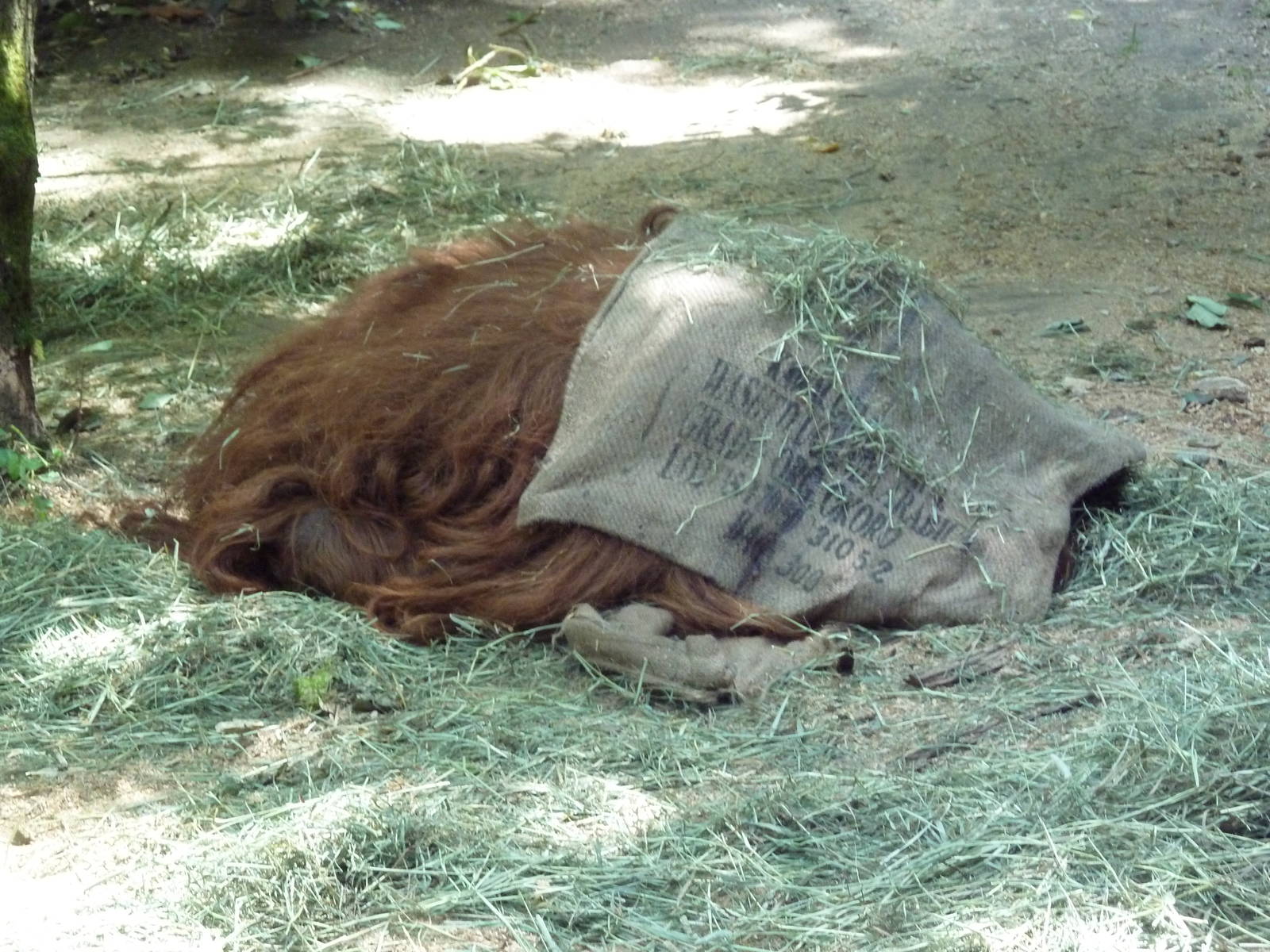 Dozing Orangutan