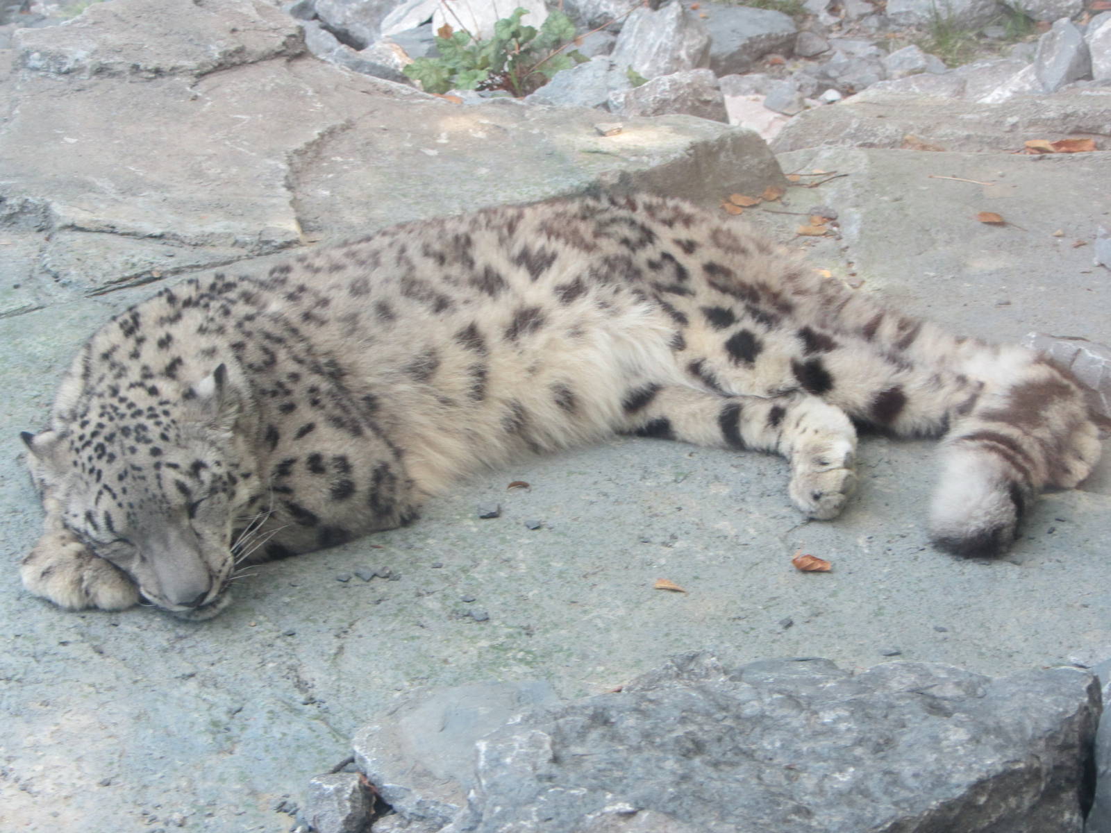 Dozing Snow Leopard